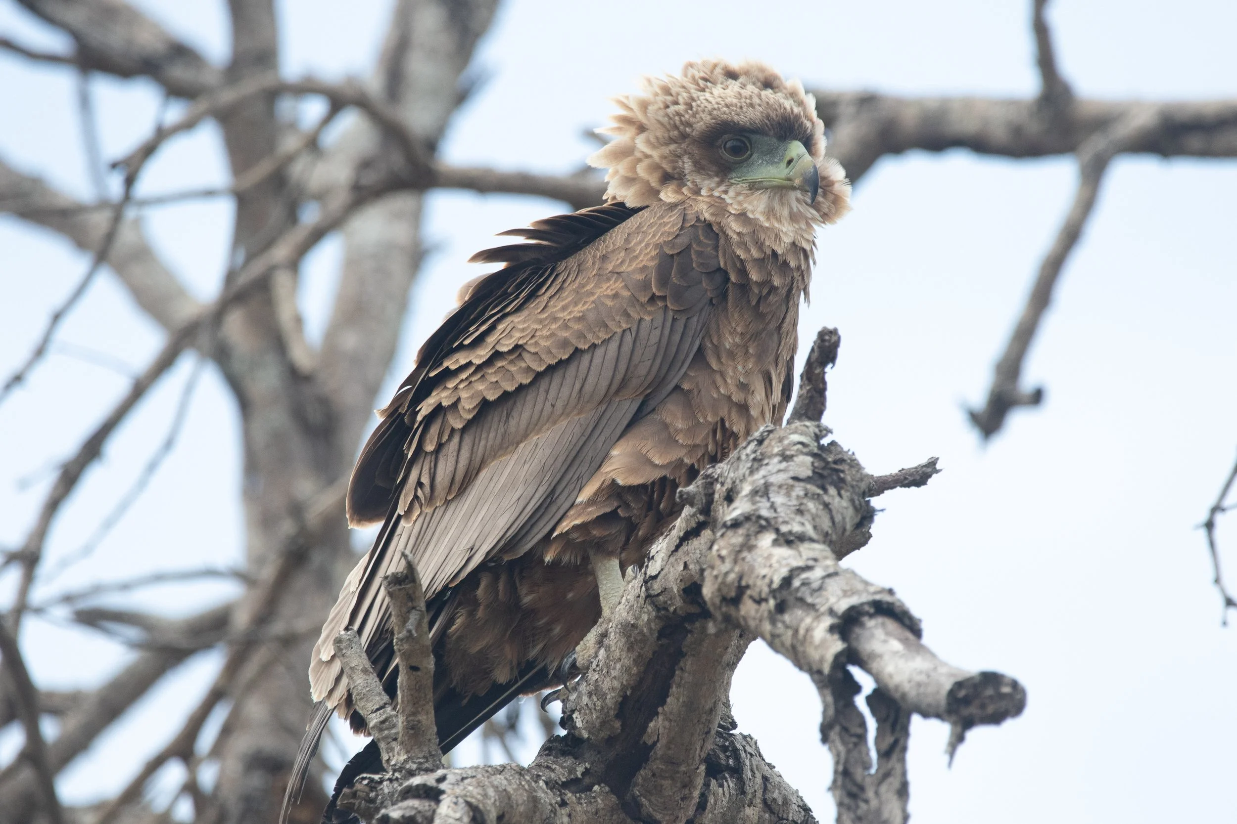 Juvenile Bateleur eagle, Kruger National Park
