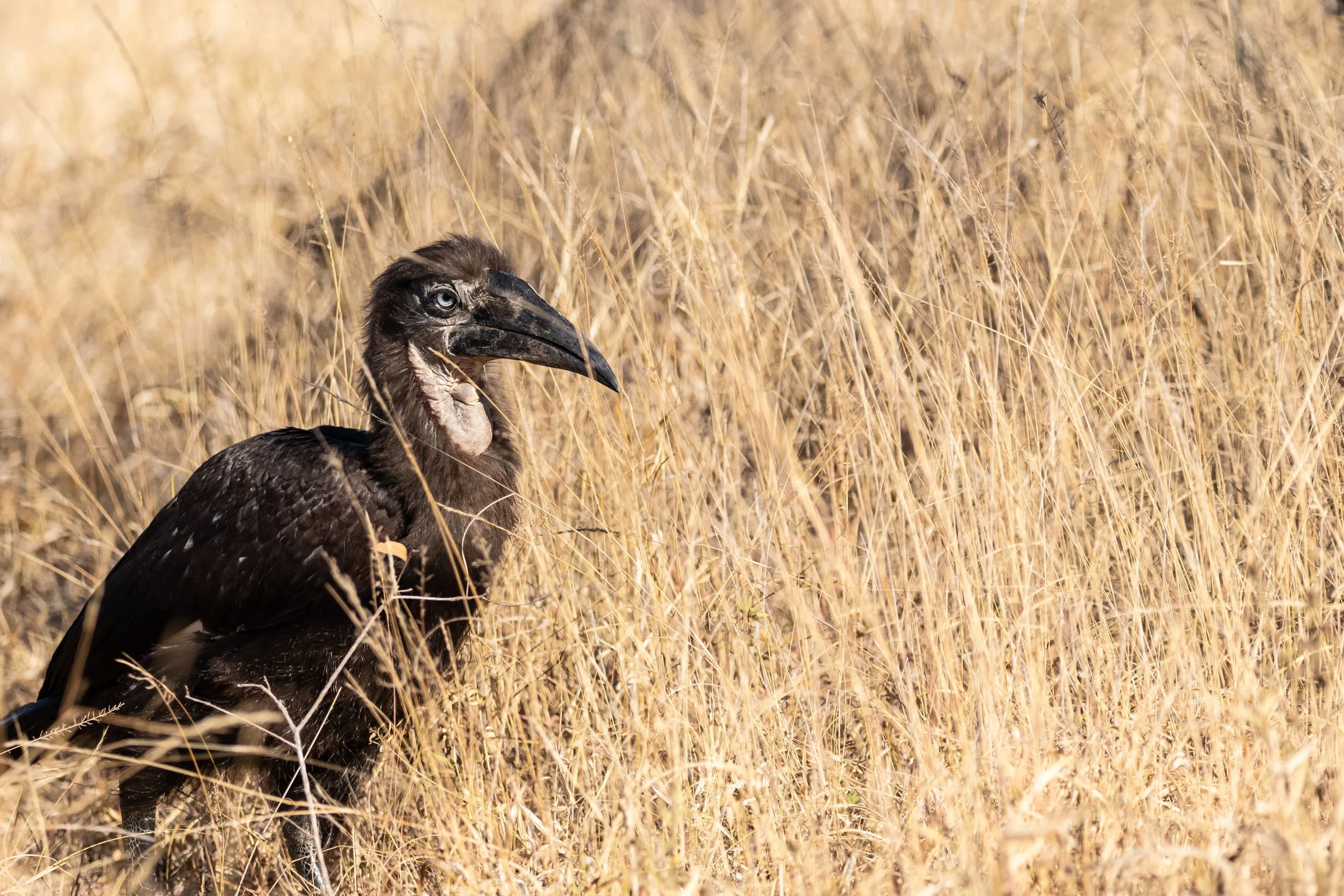 Juvenile Southern Ground Hornbill, Kruger National Park