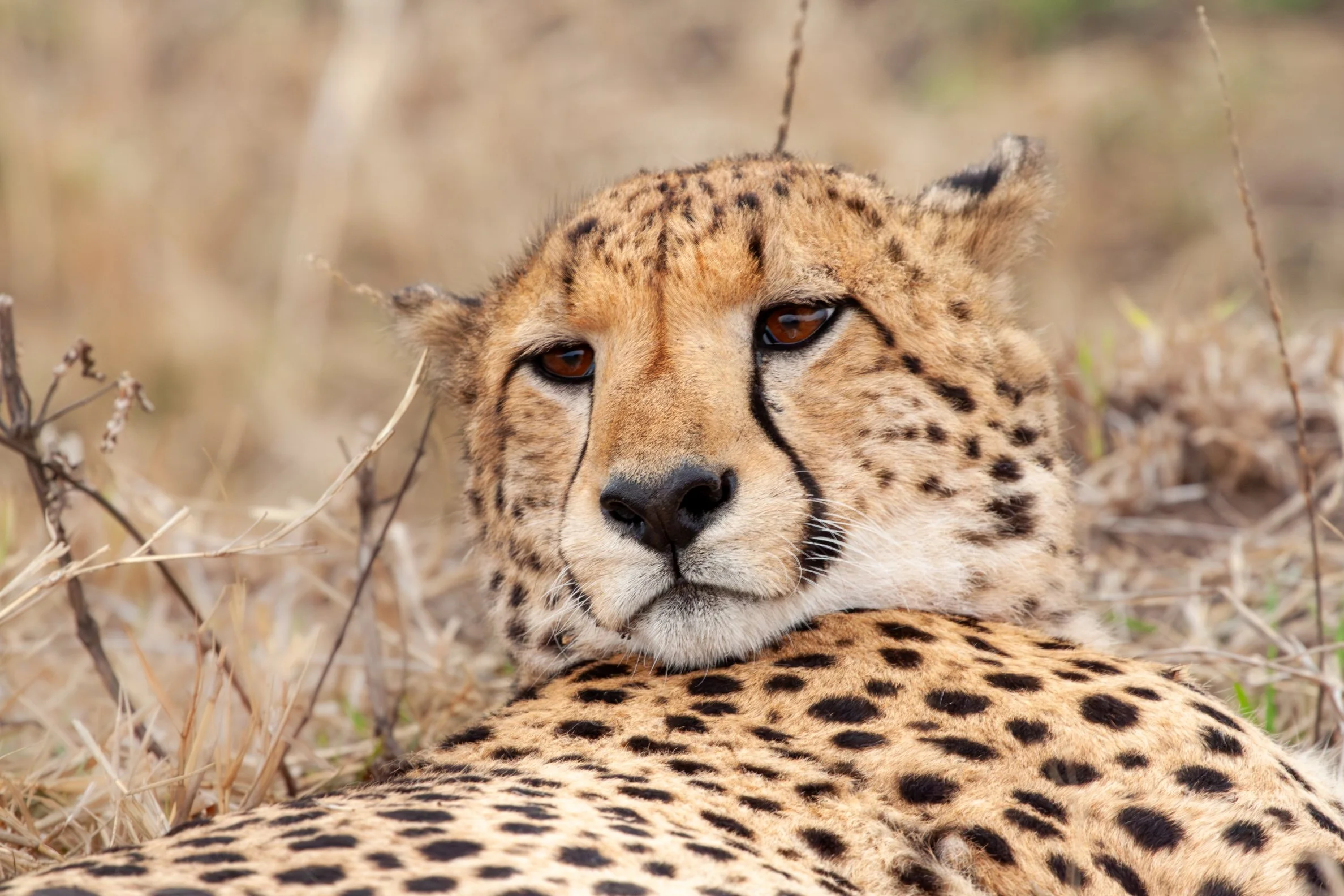 Cheetah, Amakhosi Private Game Reserve, KZN