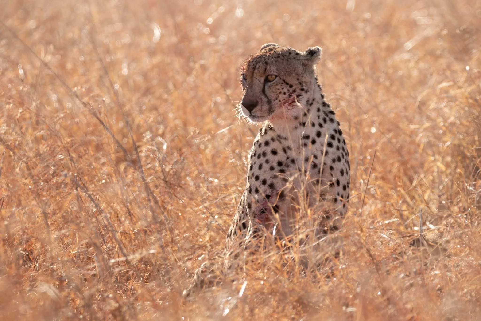 Cheetah_7.JPG