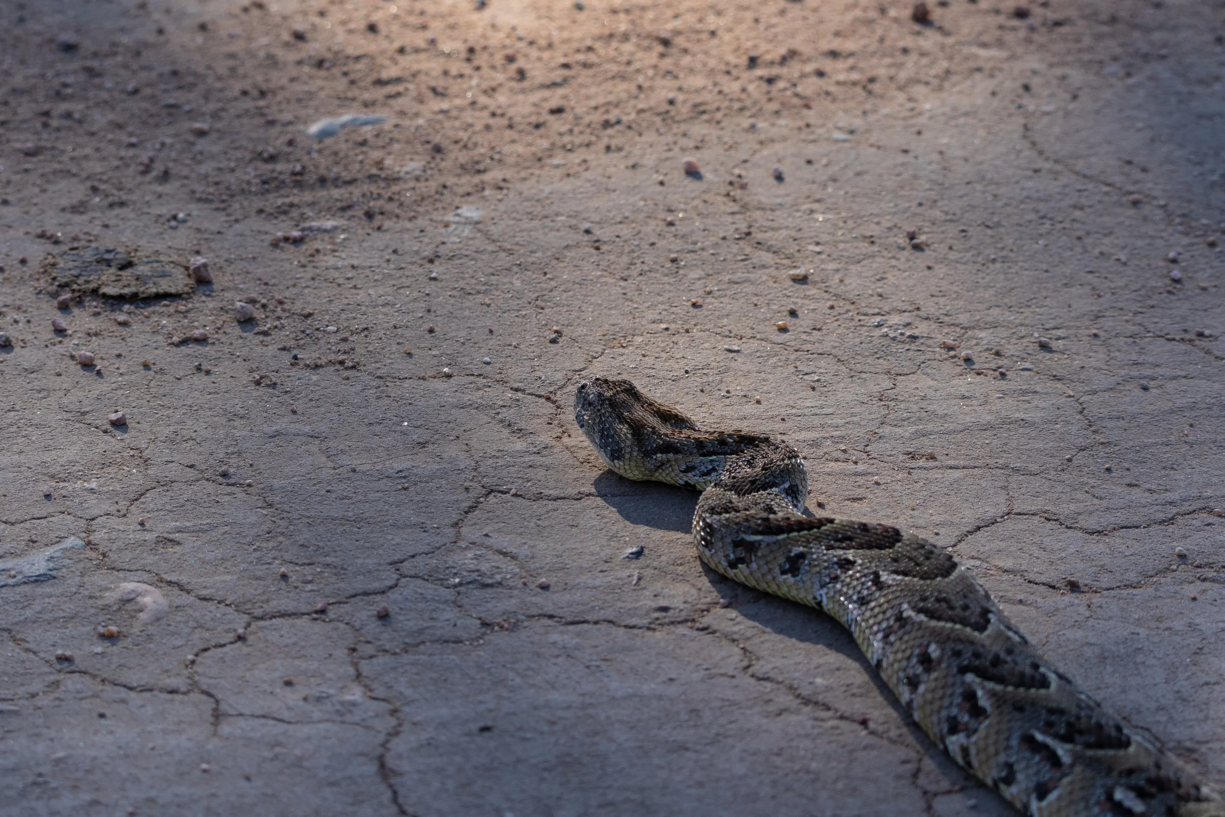 Puff Adder, Kruger National Park