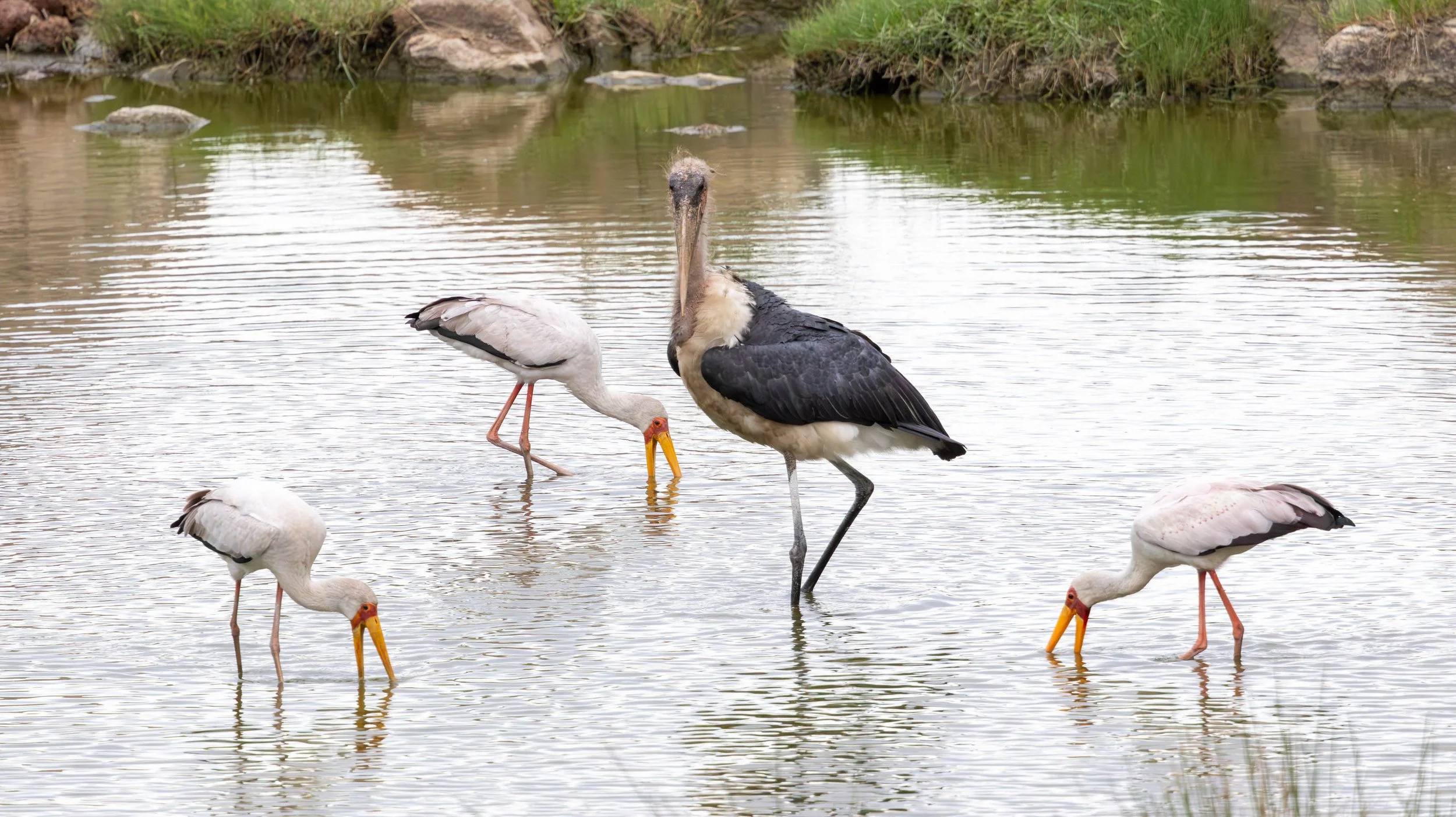 Marabou stork and Yellow-billed stork, Kruger National Park 