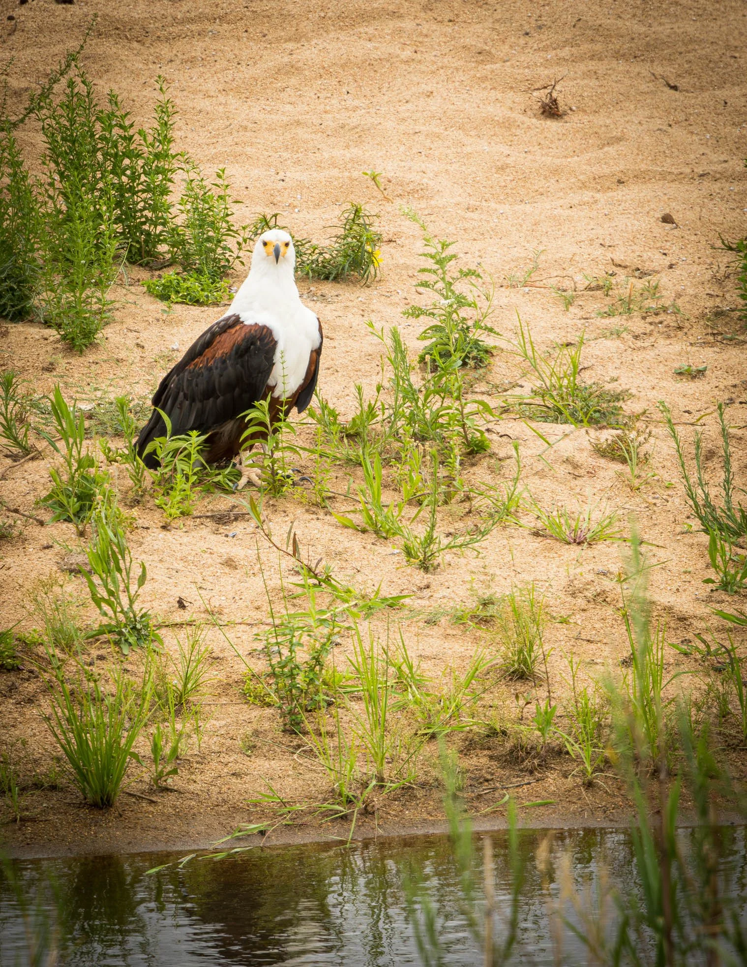 African Fish Eagle, Kruger National Park