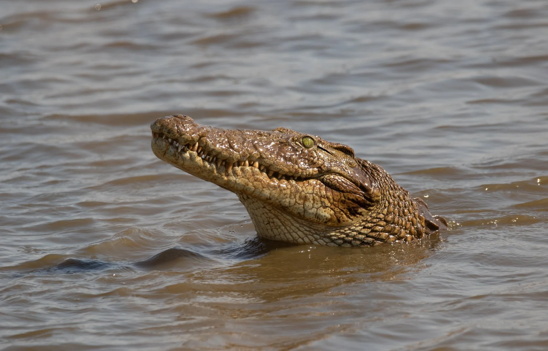 Crocodile, Kruger National Park