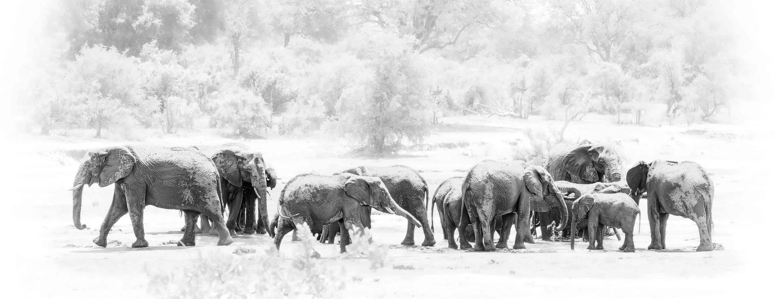 Elephant Family, Kruger National Park