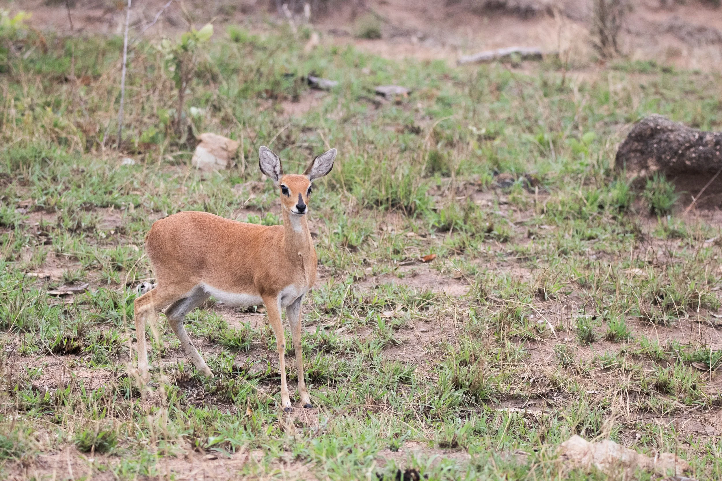 Steenbok, Kruger National Park