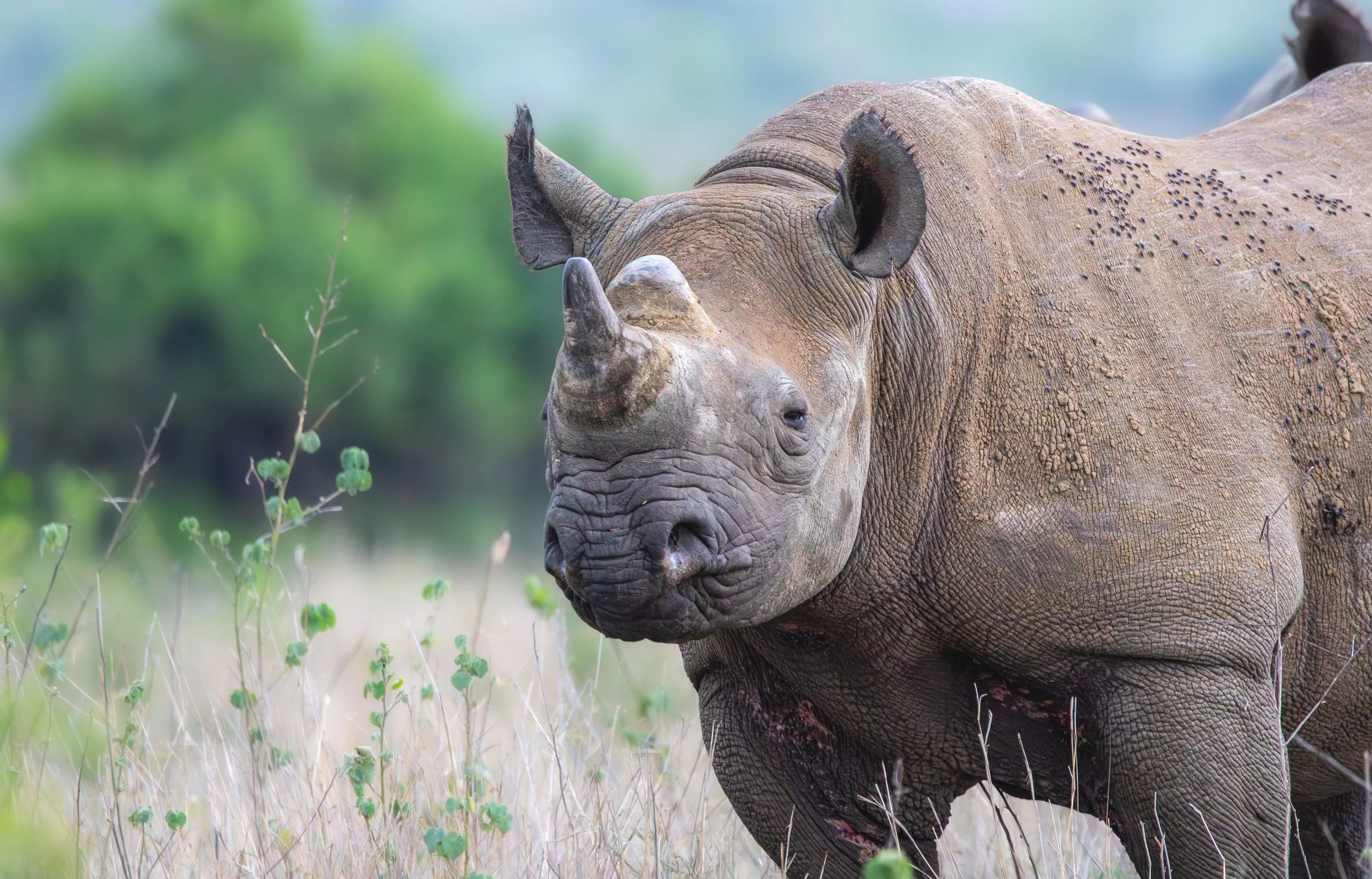 Black Rhino