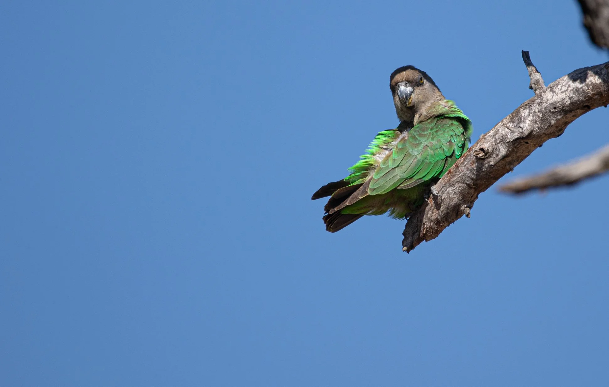 Brown-Headed Parrot, Kruger National Park