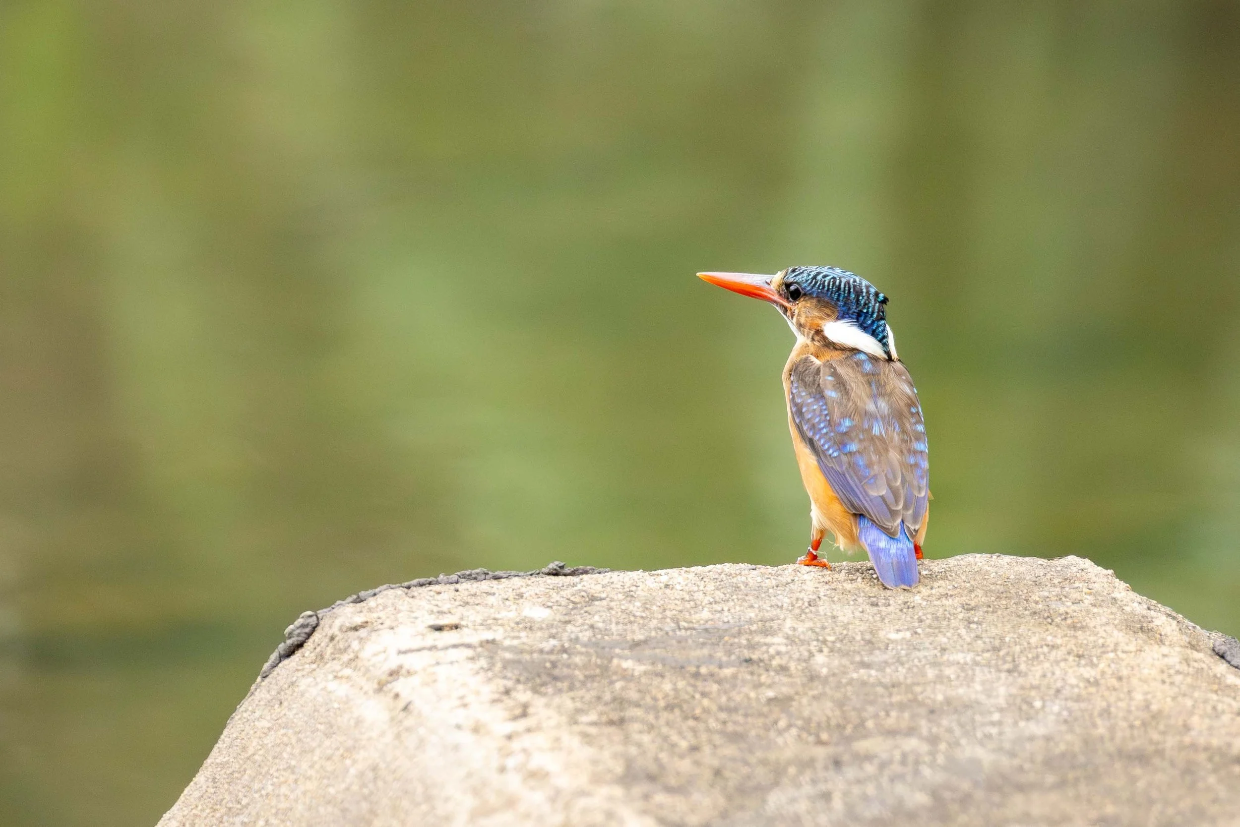 Malachite Kingfisher, Hluhluwe Imfolozi Game Reserve