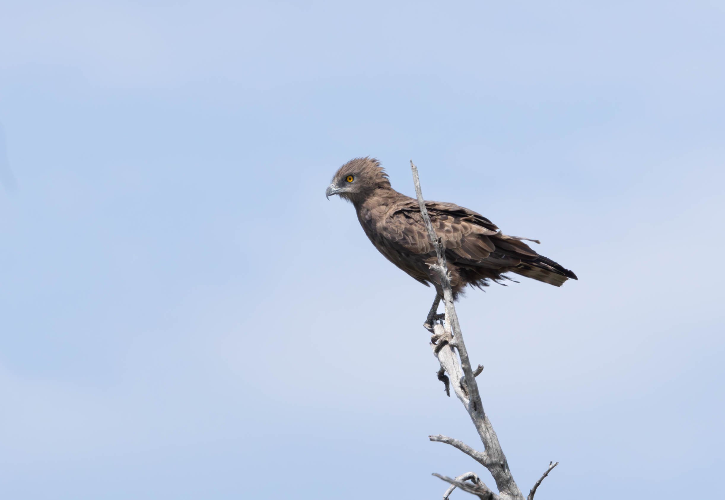Brown Snake Eagle, Kruger National Park