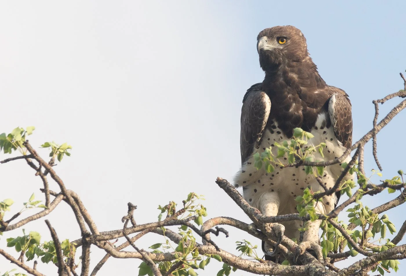 Martial Eagle, Kruger National Park
