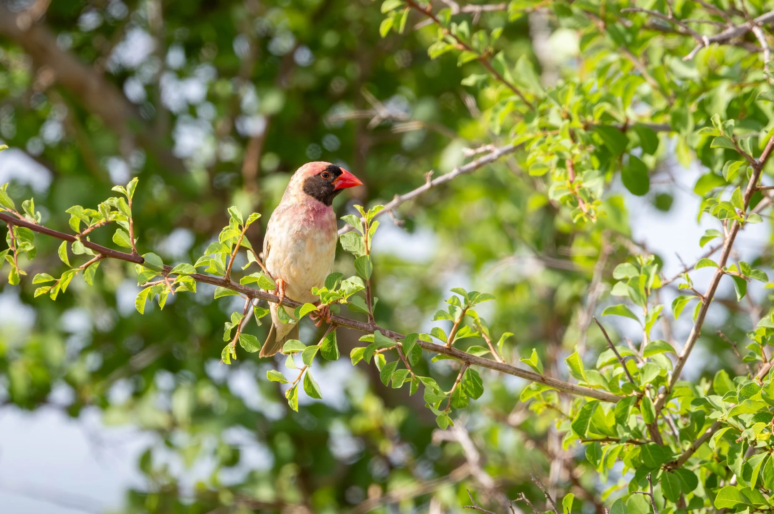 Red-billed Quelea, Kruger National Park