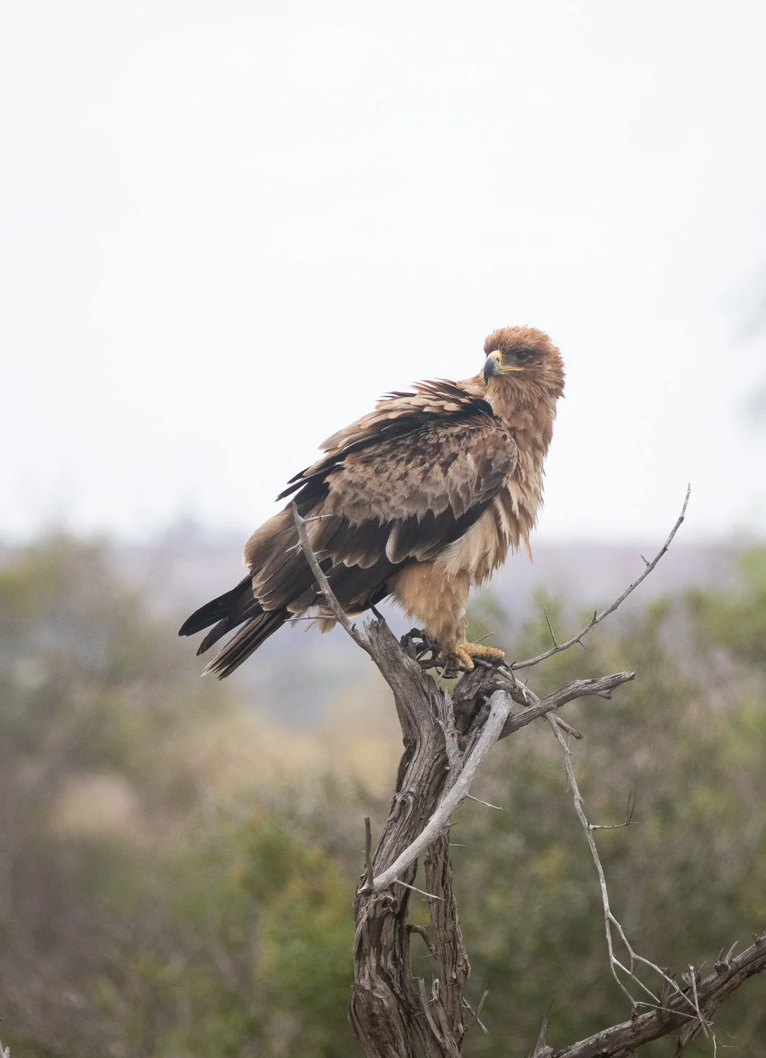Tawny Eagle, Kruger National Park