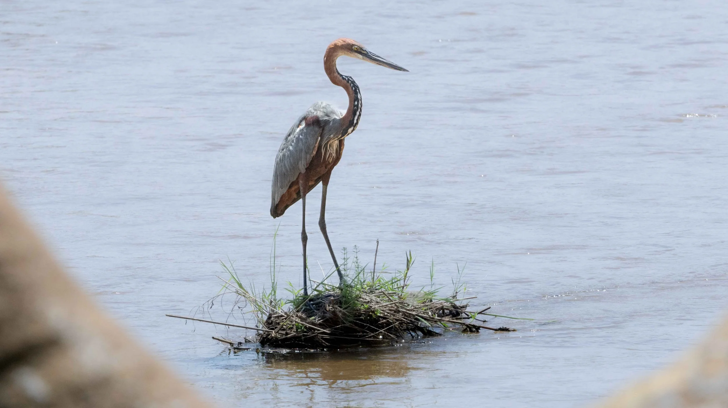 Goliath Heron, Kruger National Park