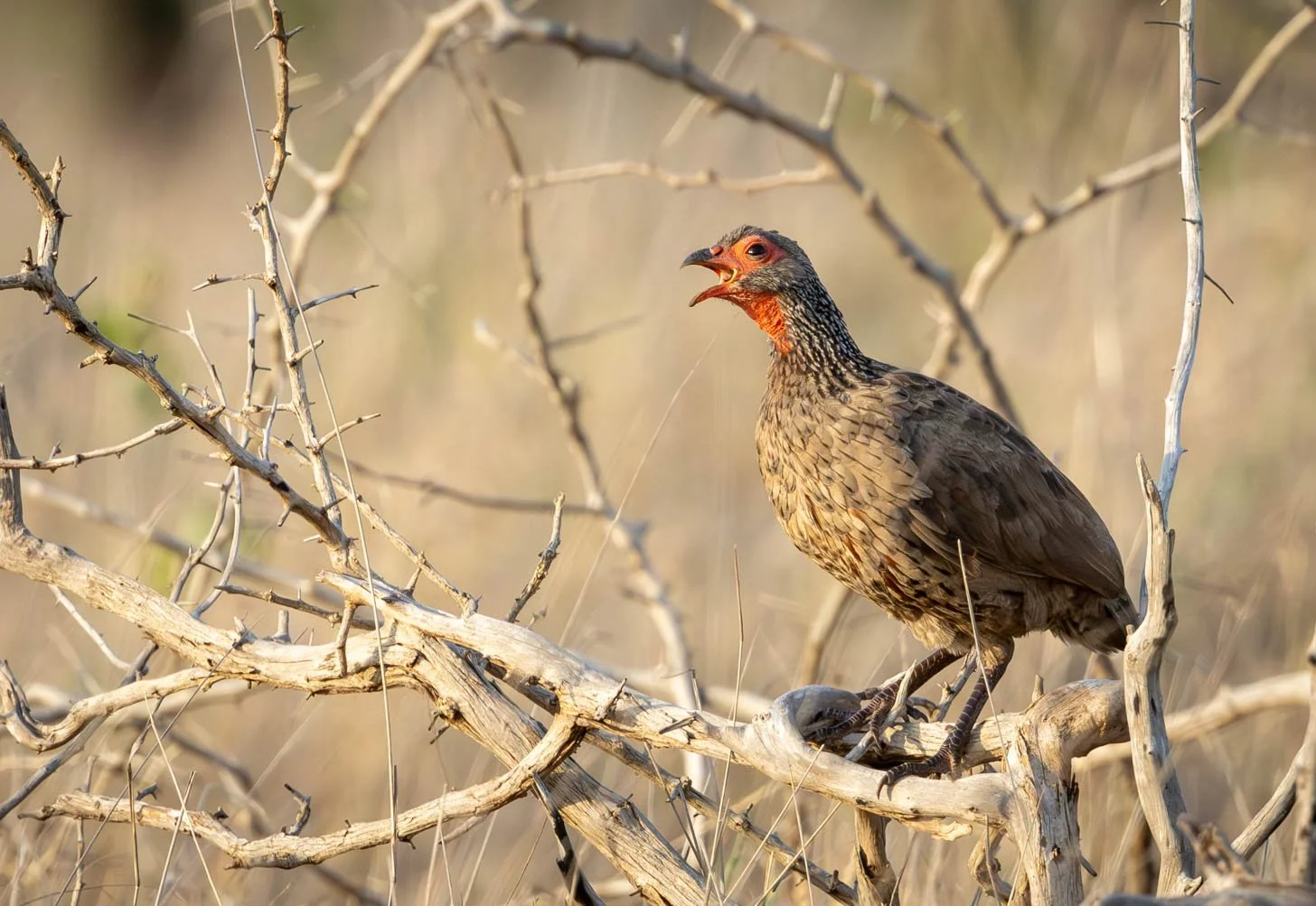 Swainson's Spurfowl, Kruger National Park