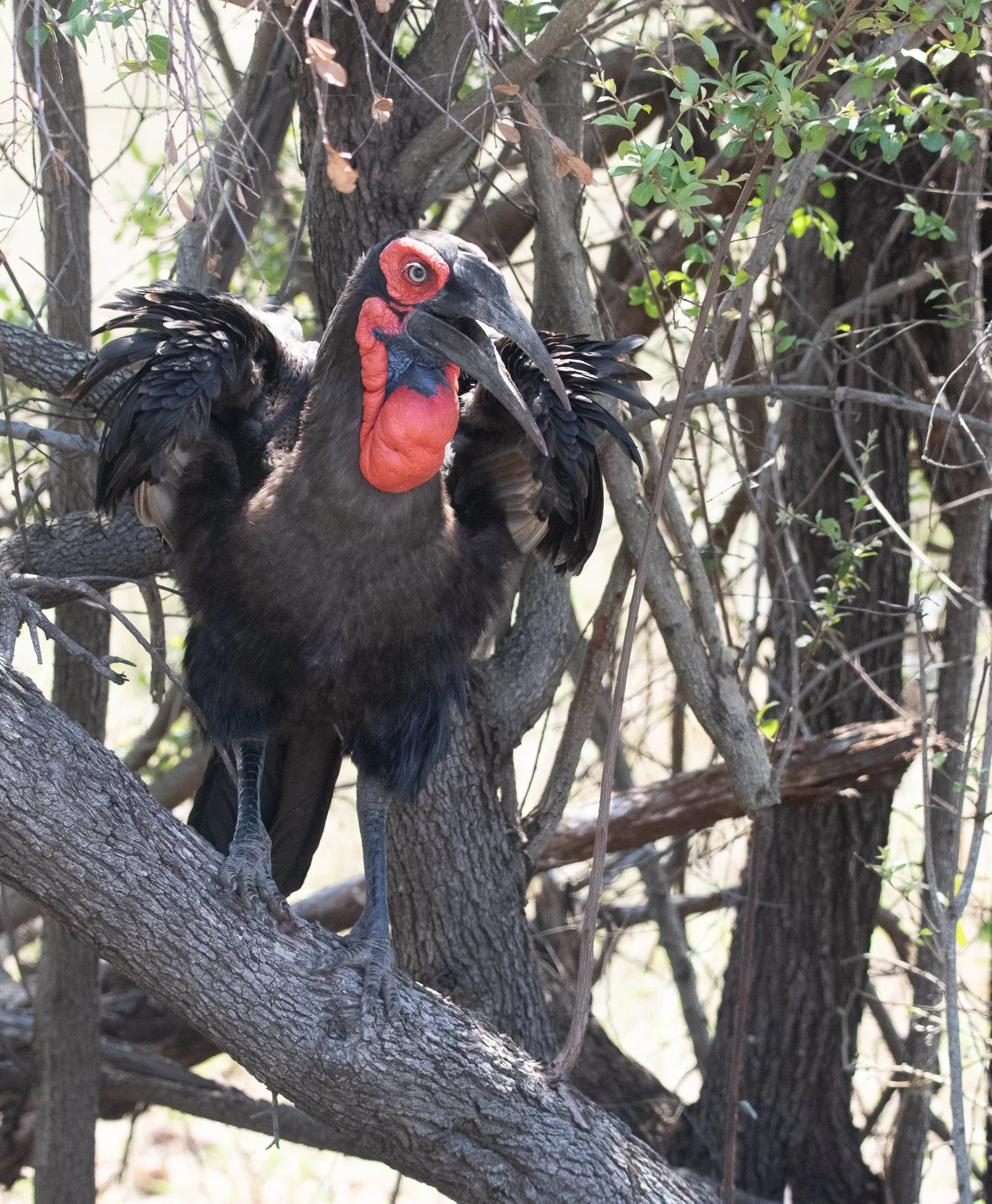 Southern Ground Hornbill, Kruger National Park