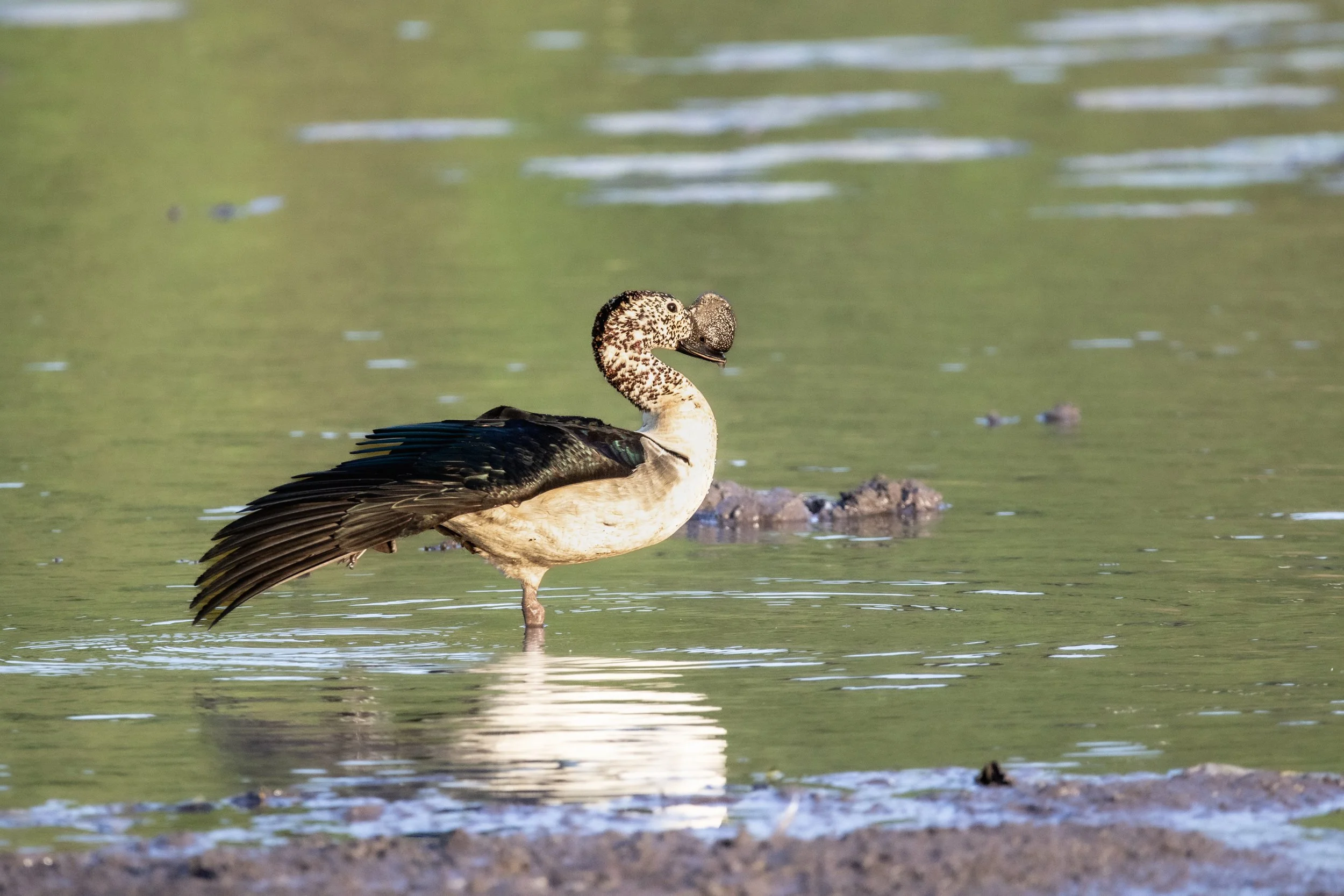 Knob-billed duck, Phinda Private Game Reserve