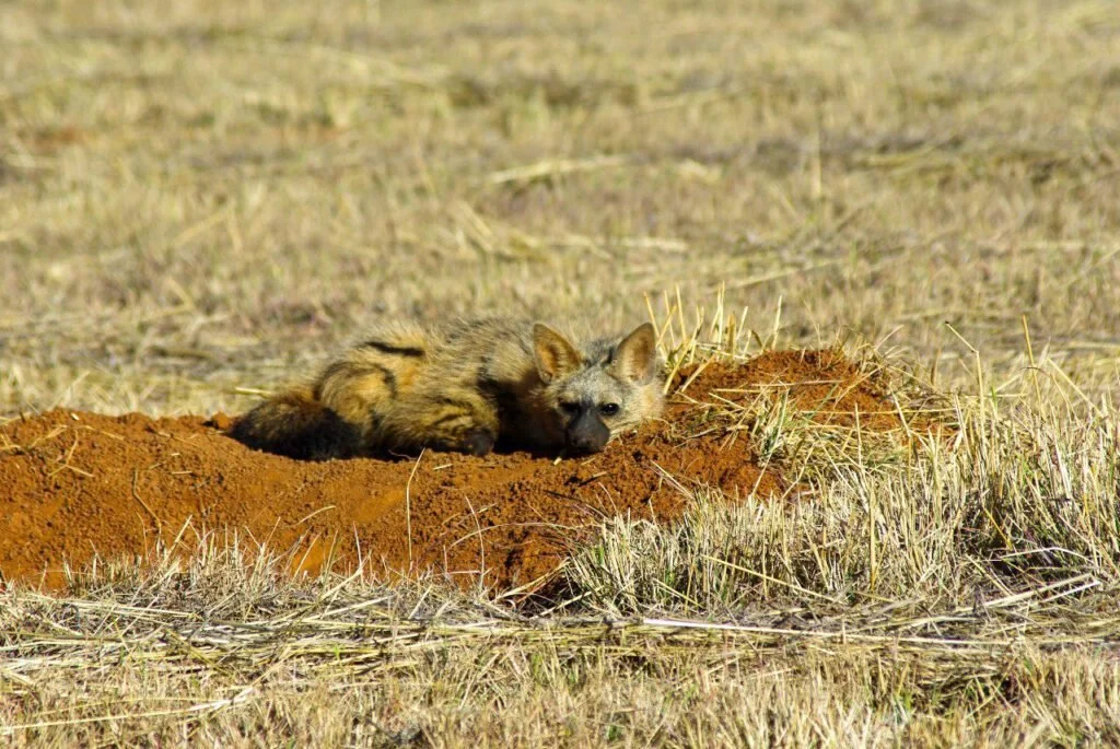 Safari-Plains-News-August-2025-11-1024x685-1.jpg
