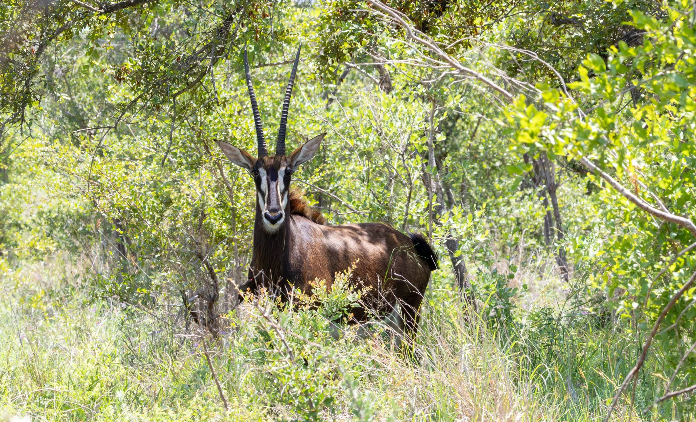 Sable Antelope, Kruger National Park