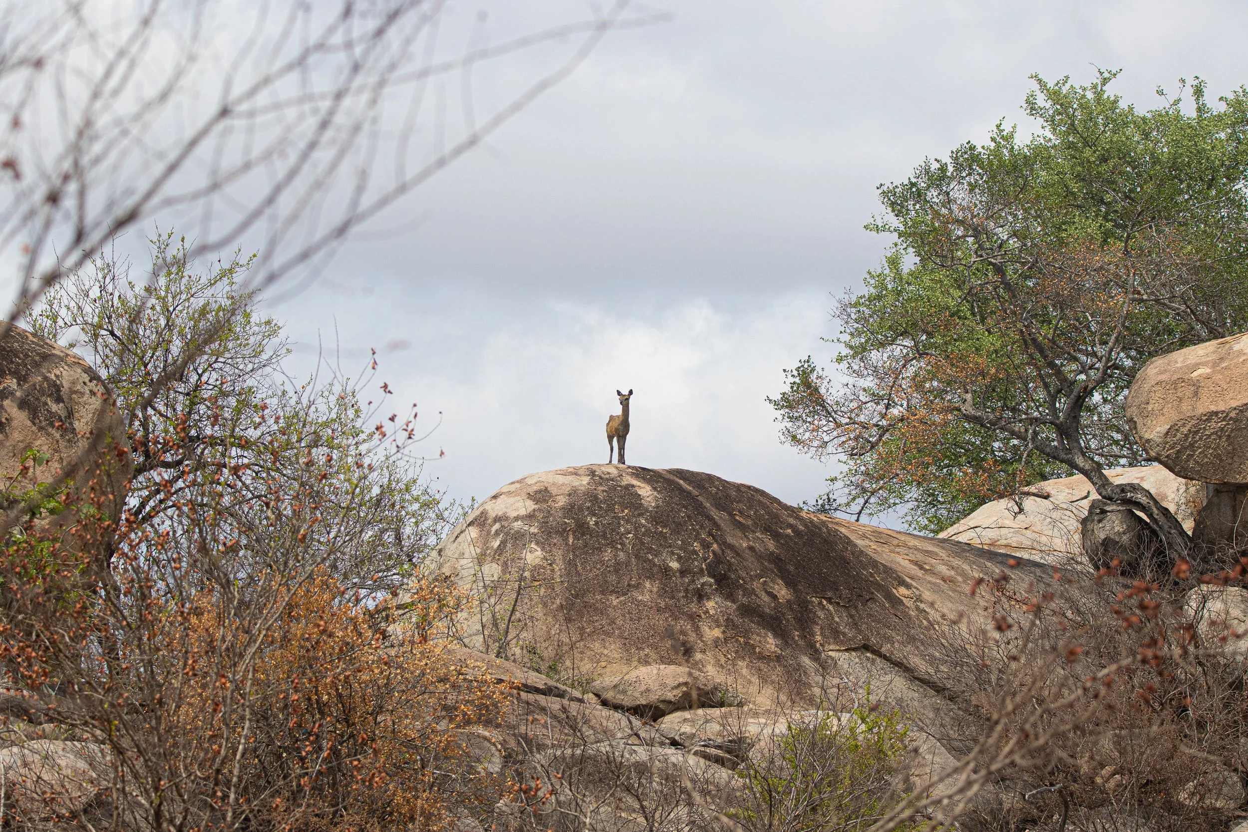 Klipspringer, Kruger National Park