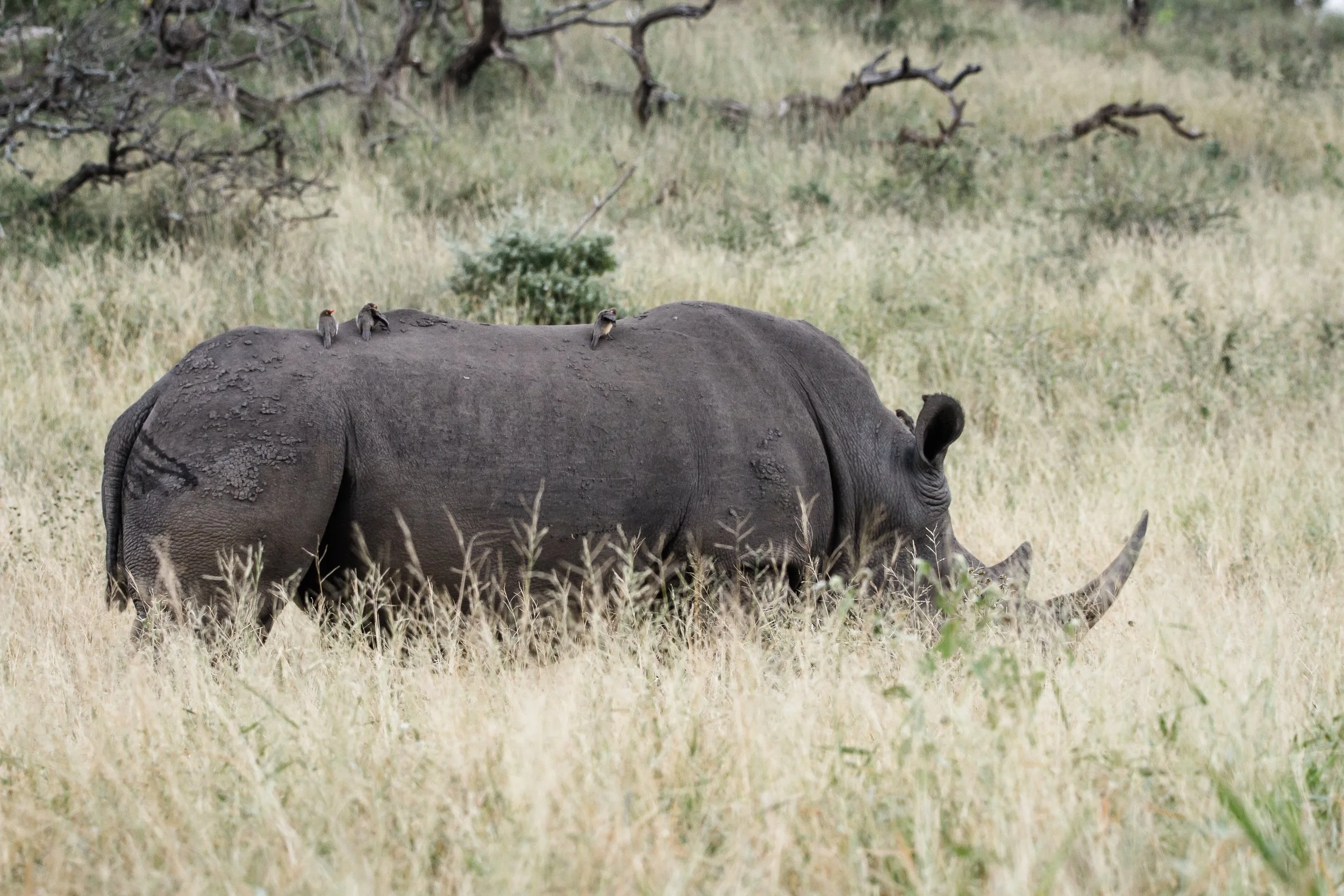 White Rhino