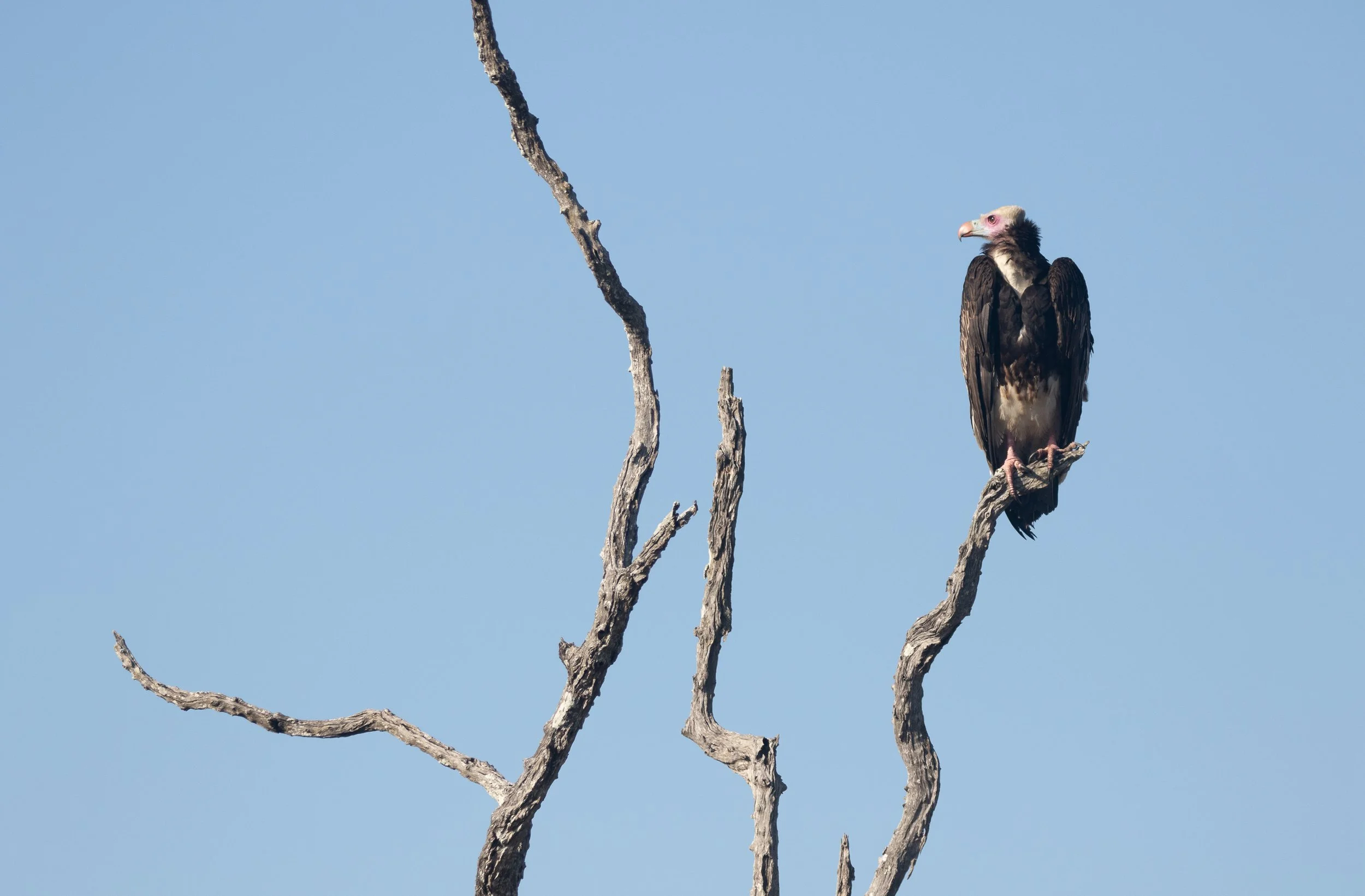 White-Headed Vulture, Kruger National Park