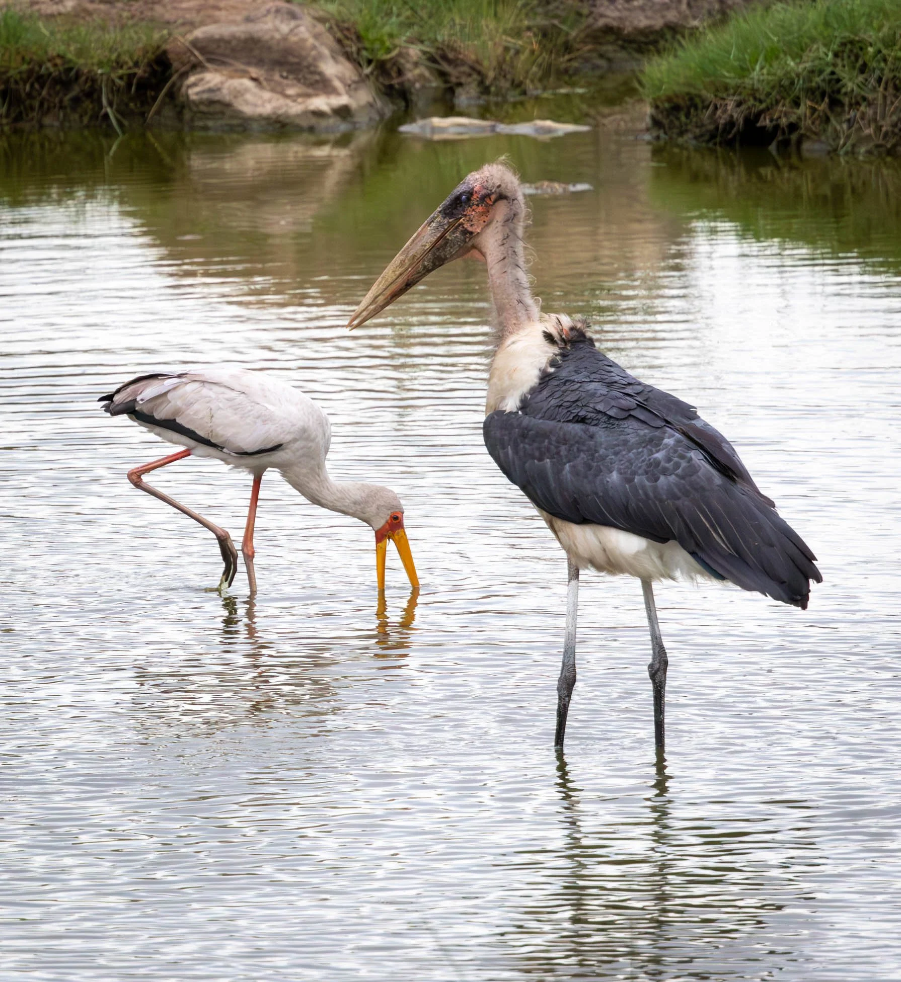 Marabou stork and Yellow-billed stork, Kruger National Park 