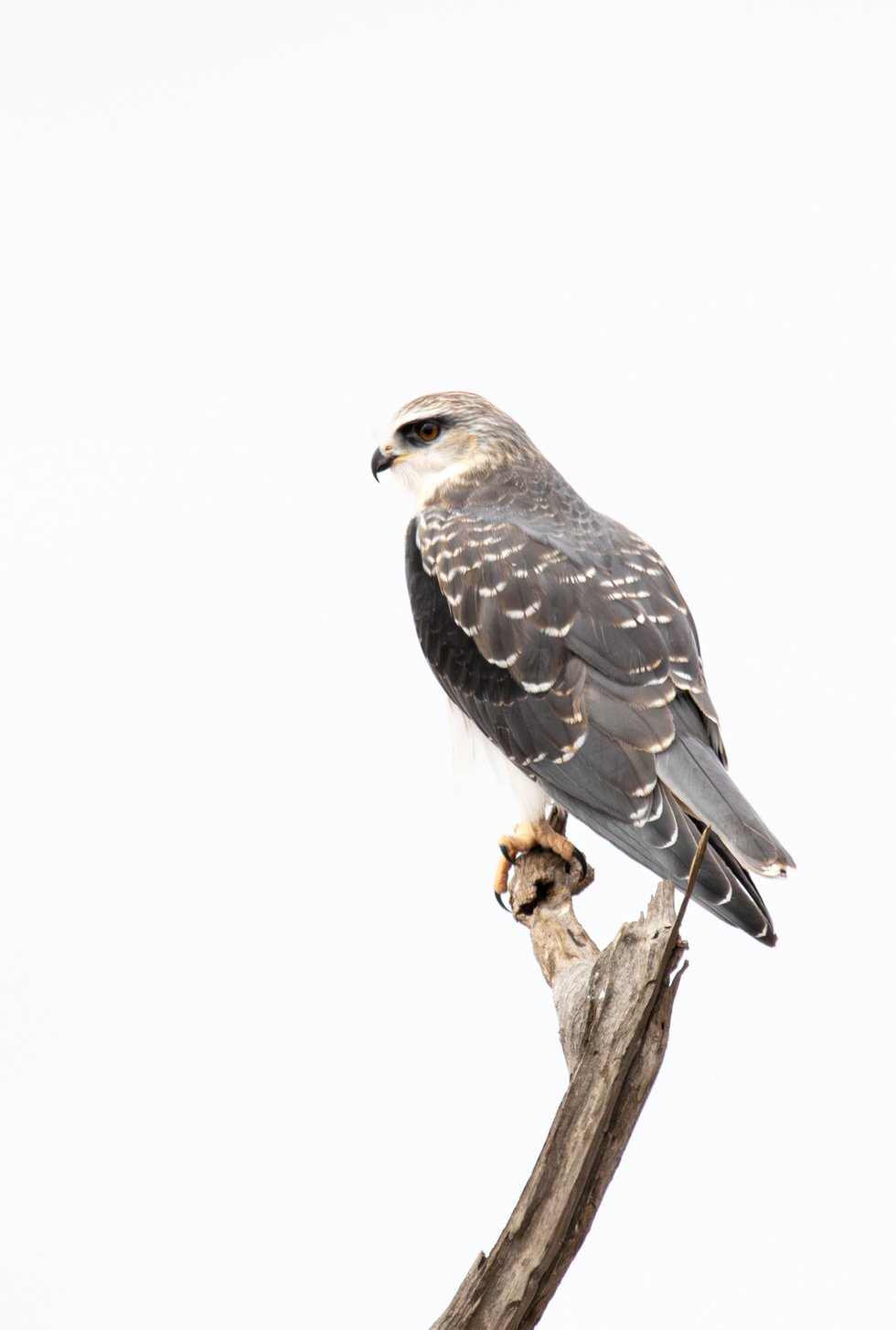 Black-Winged Kite, Kruger National Park