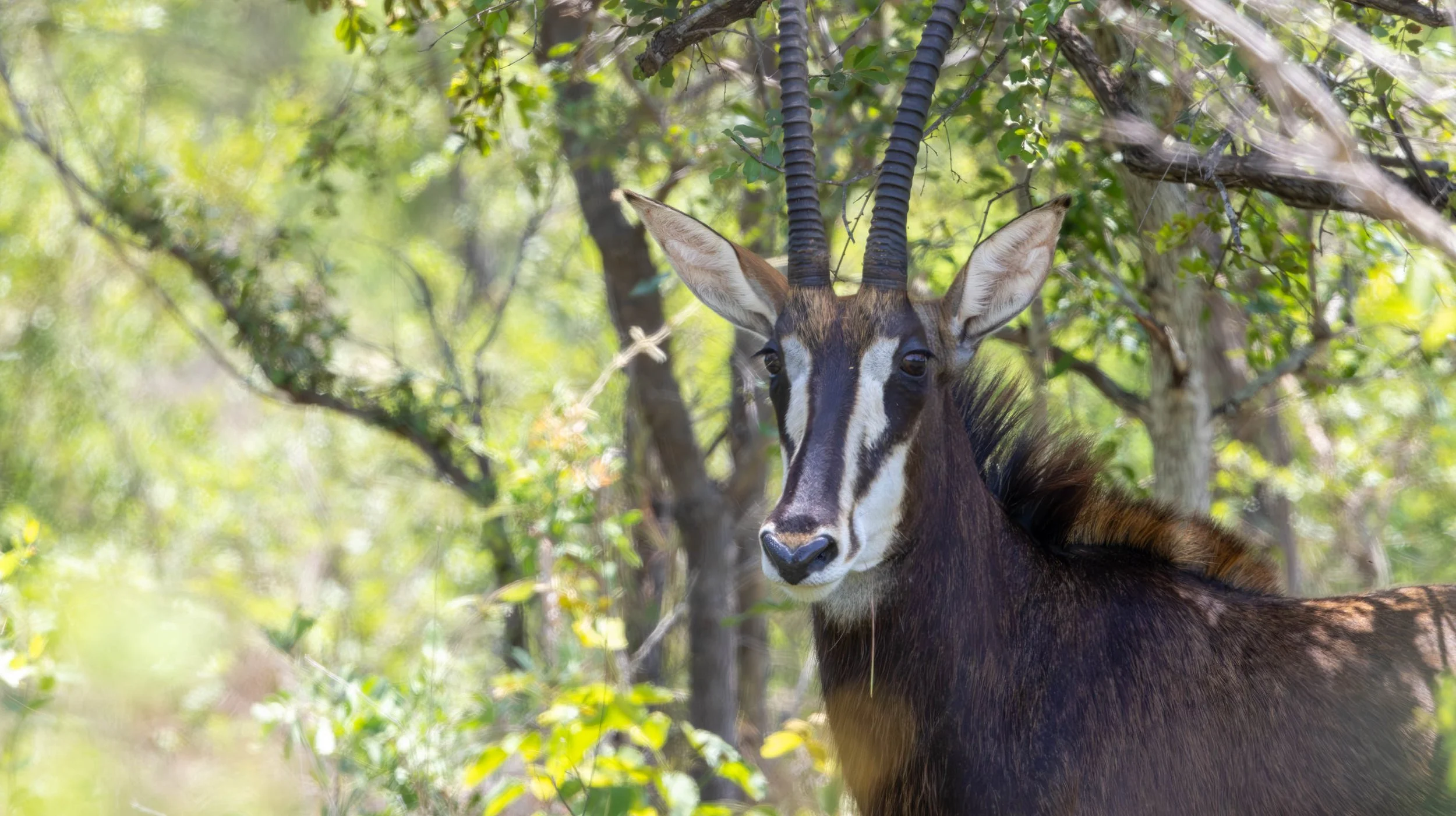 Sable Antelope, Kruger National Park