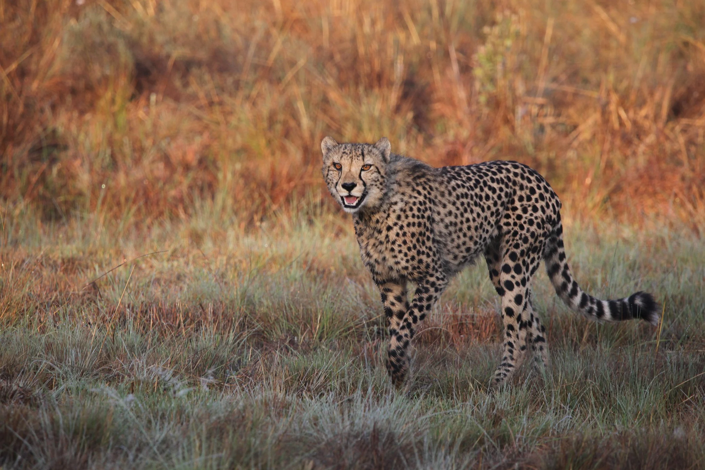 Safari-Plains-Guides-News-October-2025-27.jpg