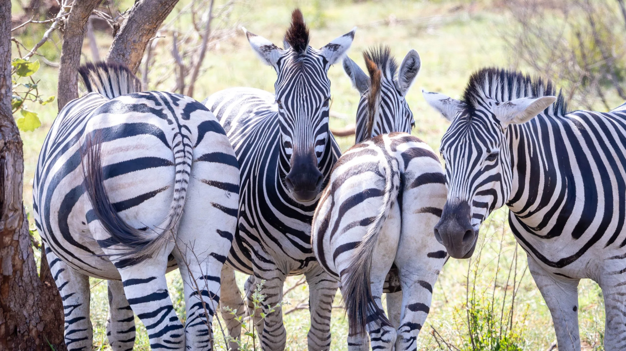 Zebra, Hluhluwe Imfolozi Game Reserve