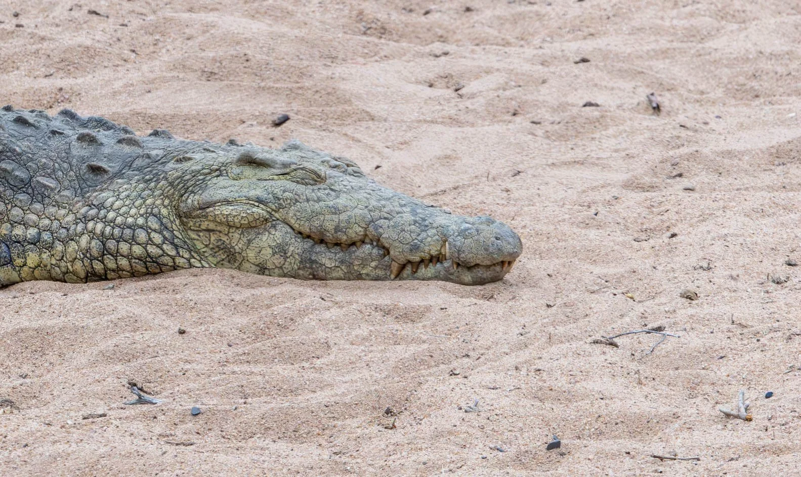 Crocodile, Vurhami Bridge, Kruger National Park