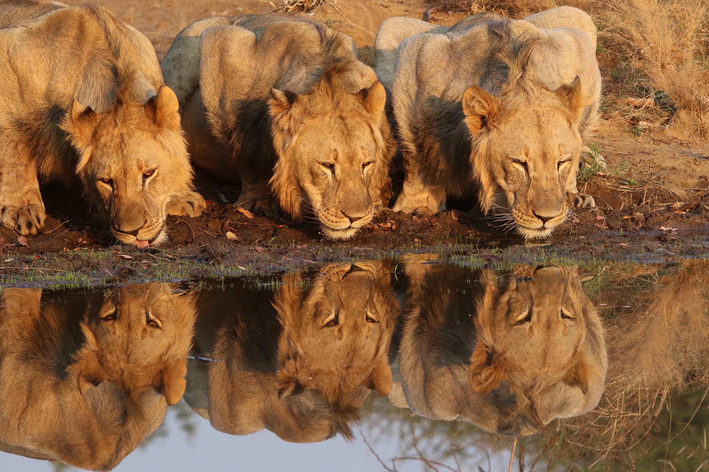 Safari-Plains-News-August-2025-04.jpg