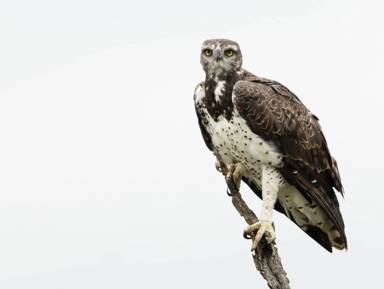 Martial Eagle,  Kruger National Park