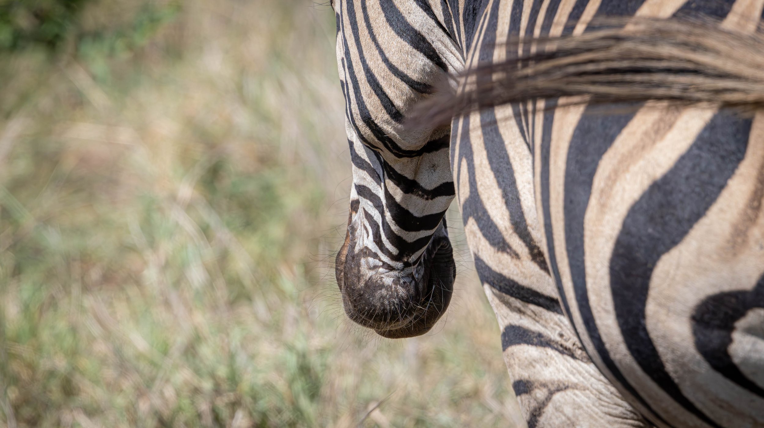 Zebra, Hluhluwe Imfolozi Game Reserve