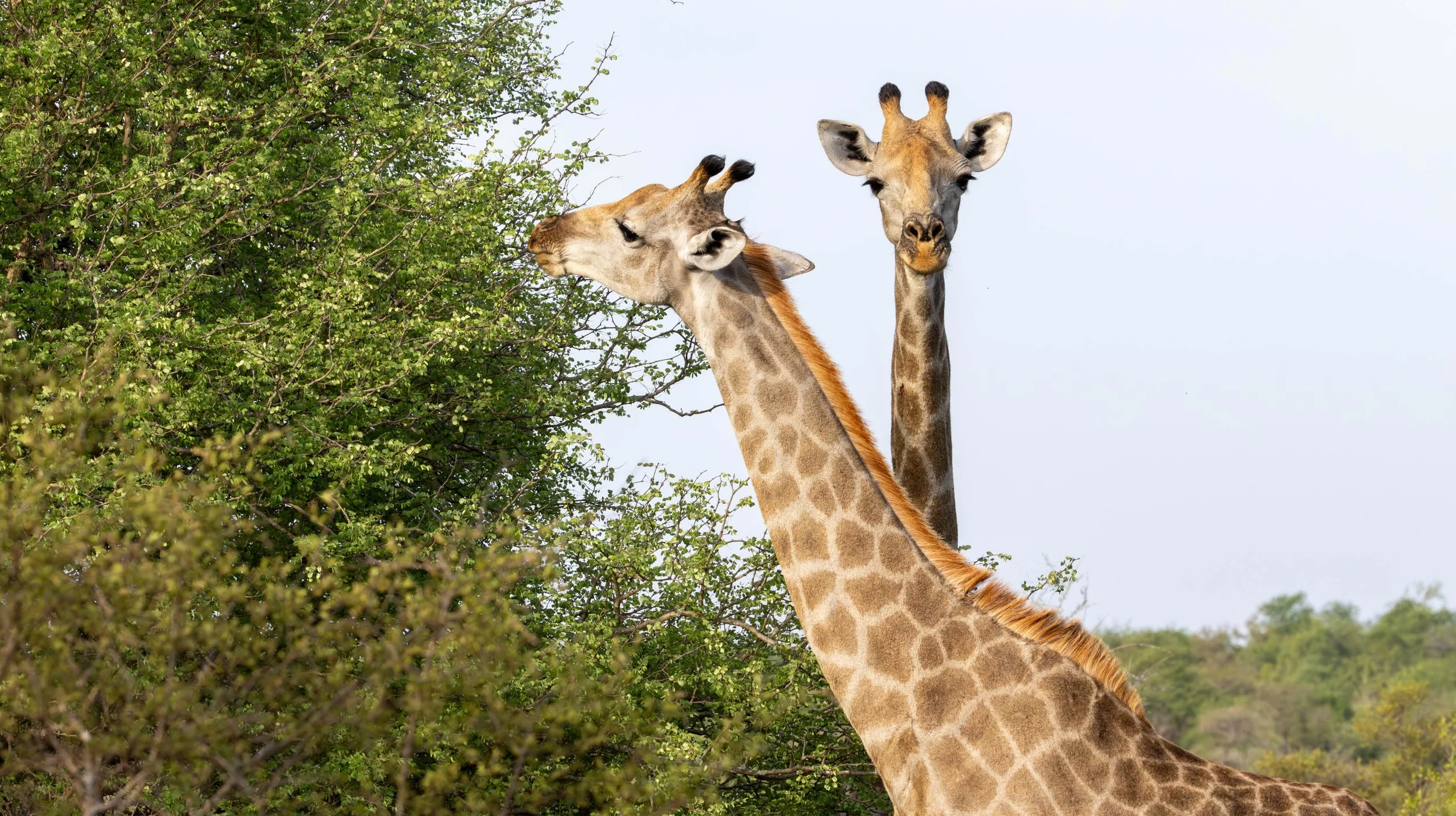 Giraffe, Kruger National Park