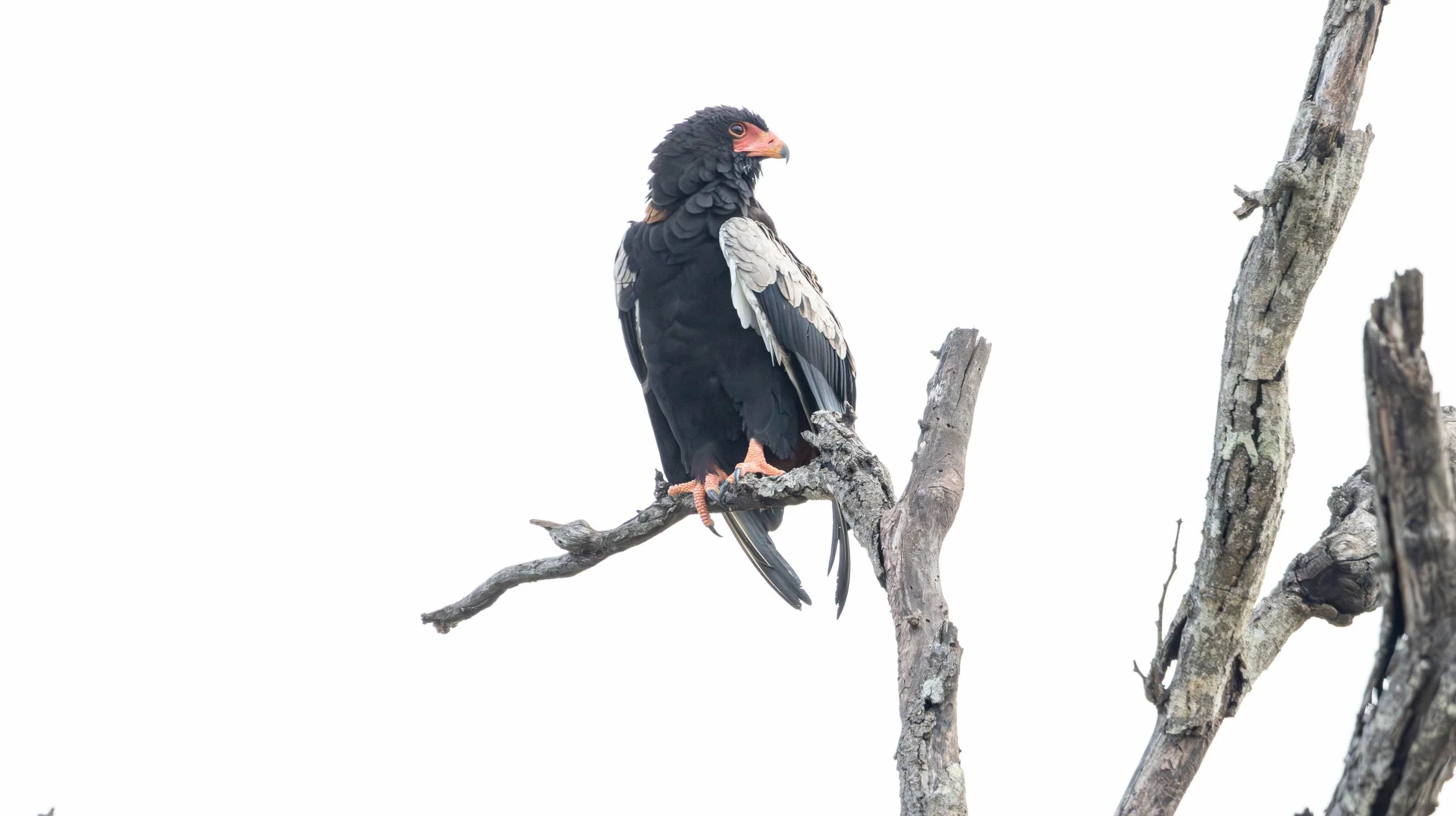 Bateleur Eagle, Kruger National Park