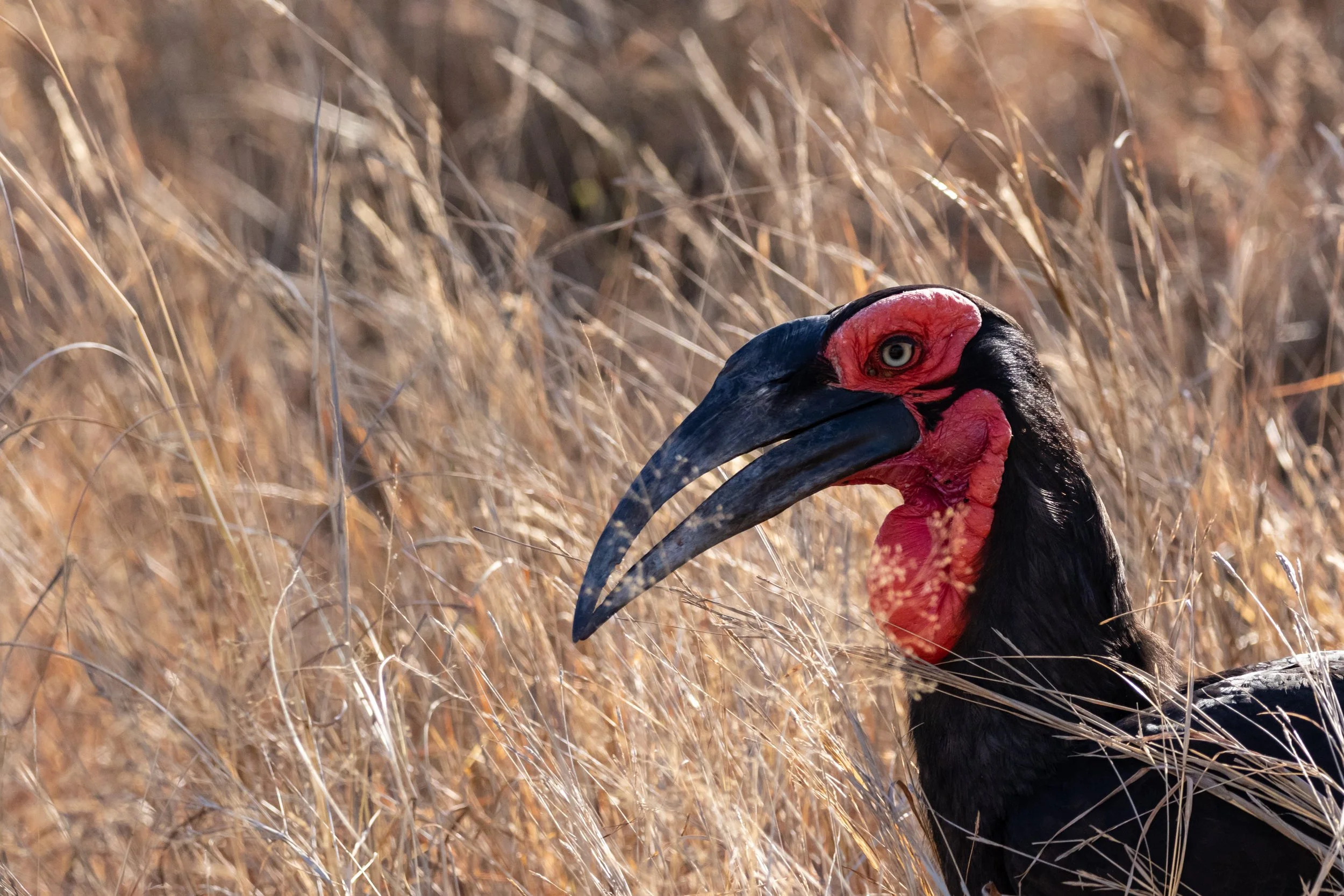 Southern Ground Hornbill, Kruger National Park