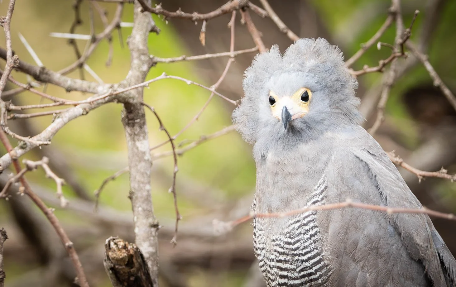 African Harrier-Hawk, also known as a Gymnogene, Kruger National Park