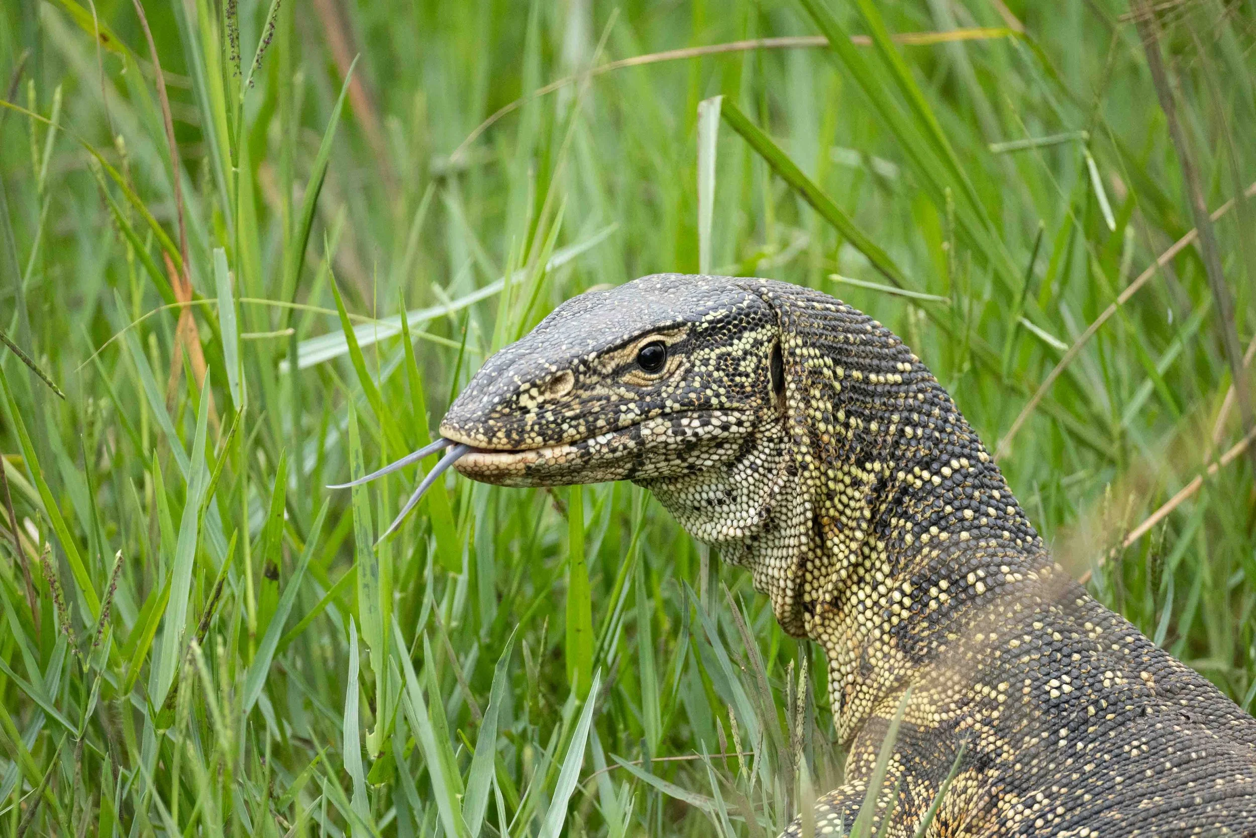 Nile Monitor, Hluhluwe Imfolozi Game Reserve
