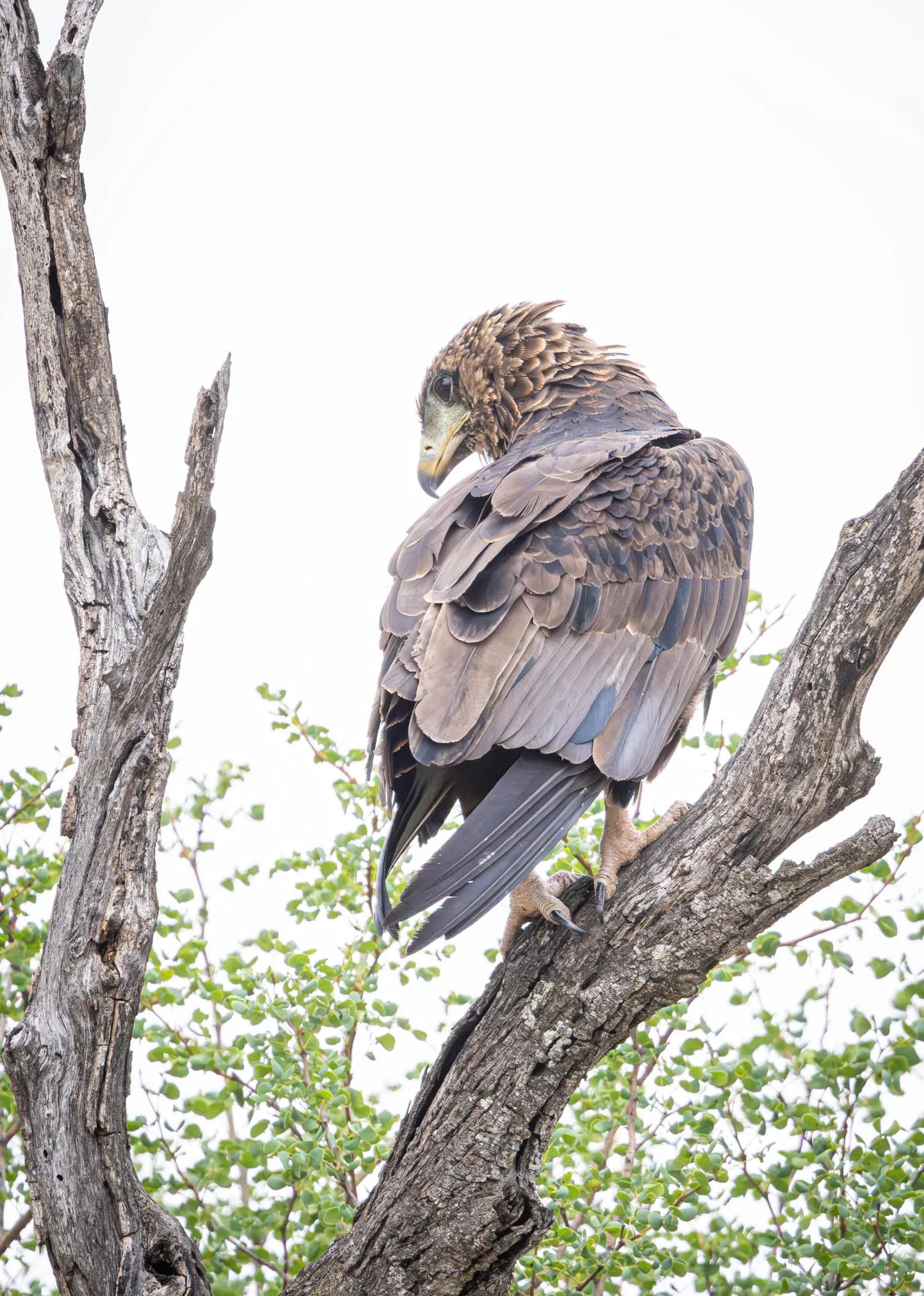 Tawny Eagle, Kruger National Park