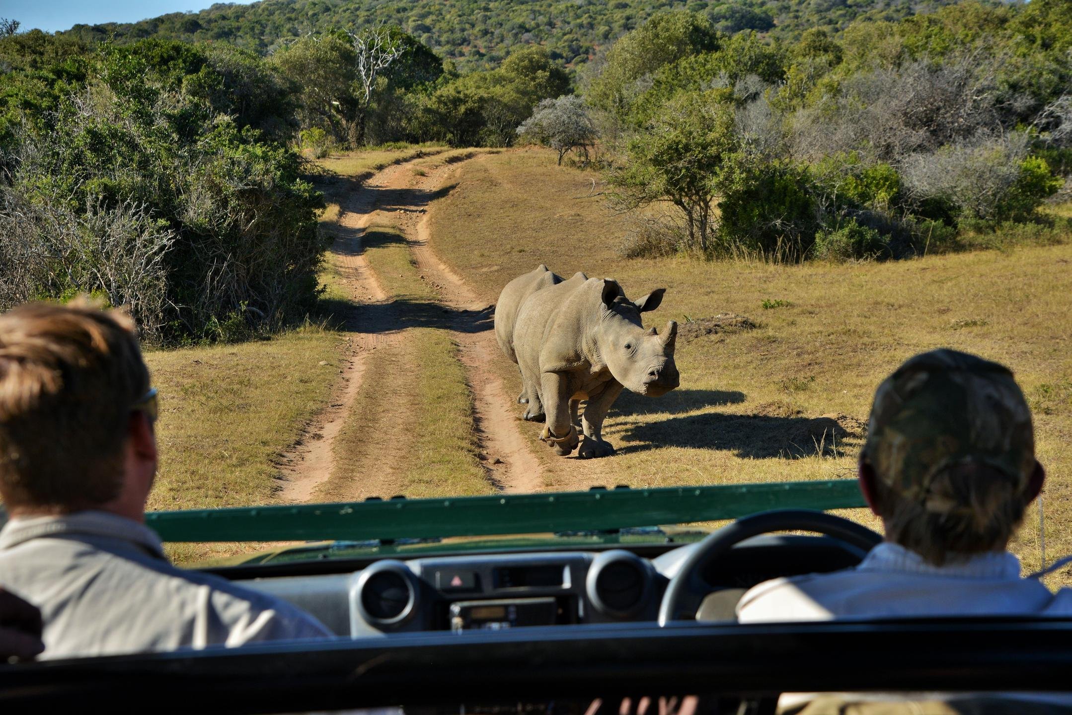 Activities Big 5 game drives_3.jpg