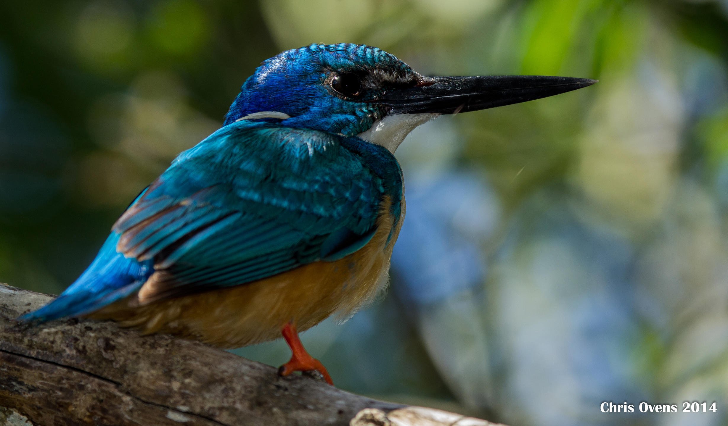 Activities Birding_2.jpg