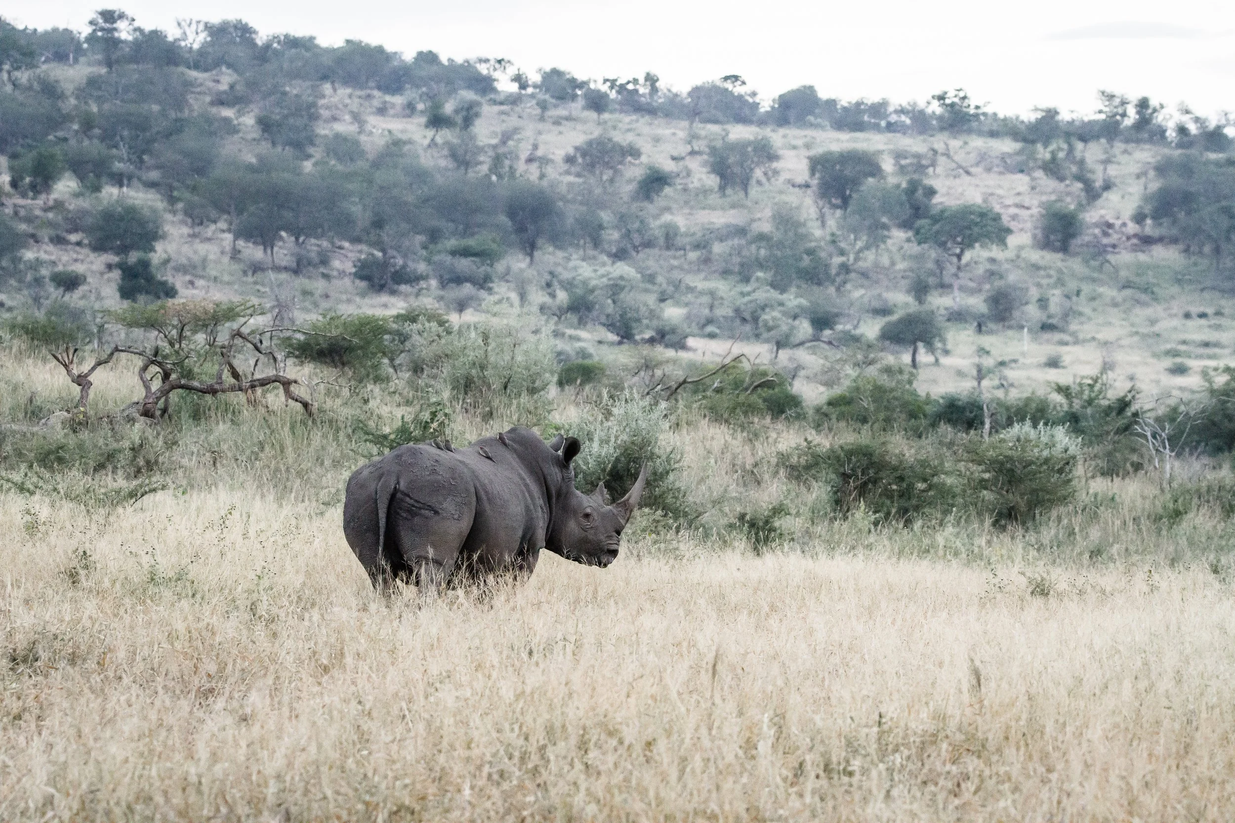 White Rhino