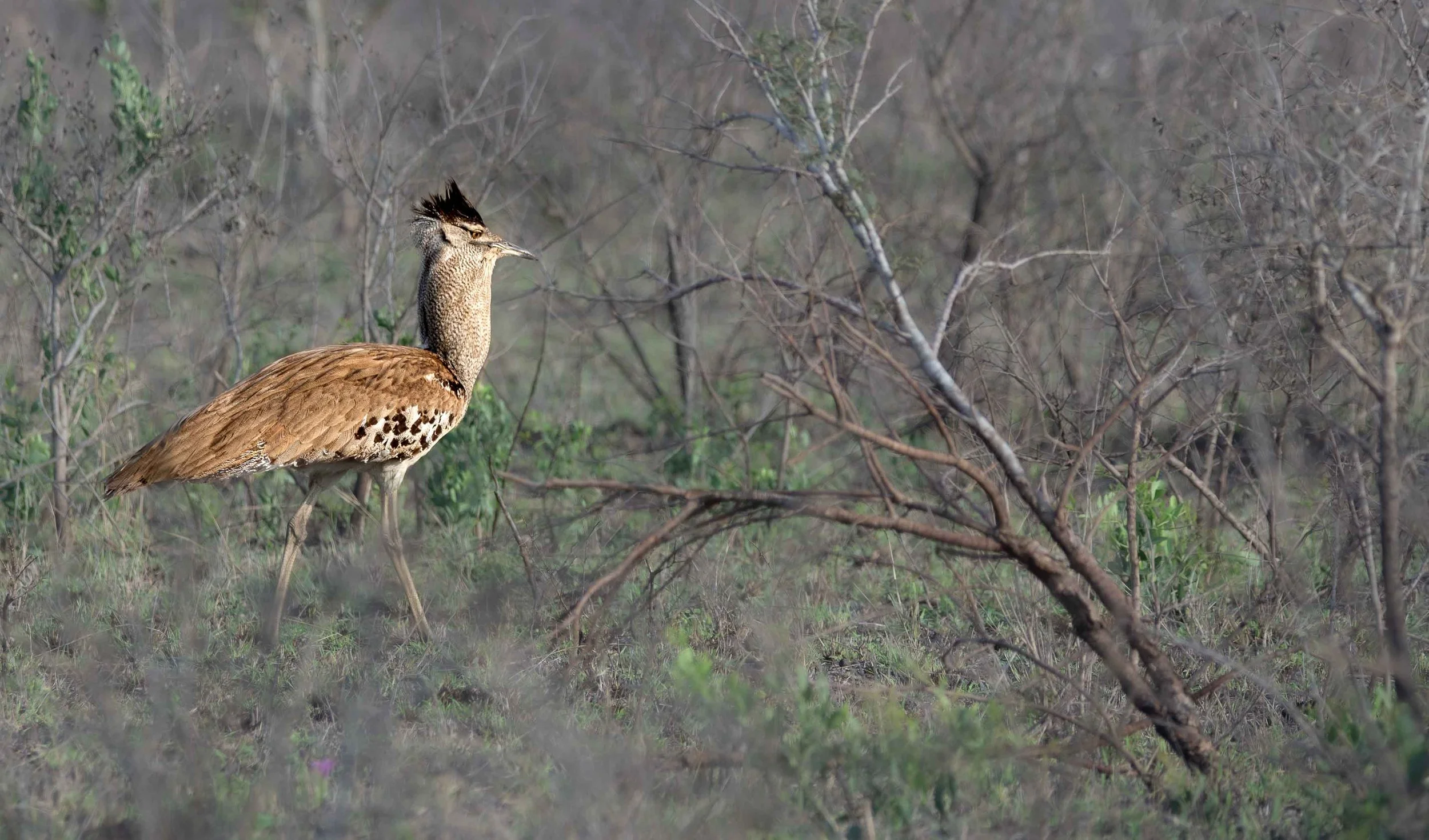 Kori Bustard, Kruger National Park