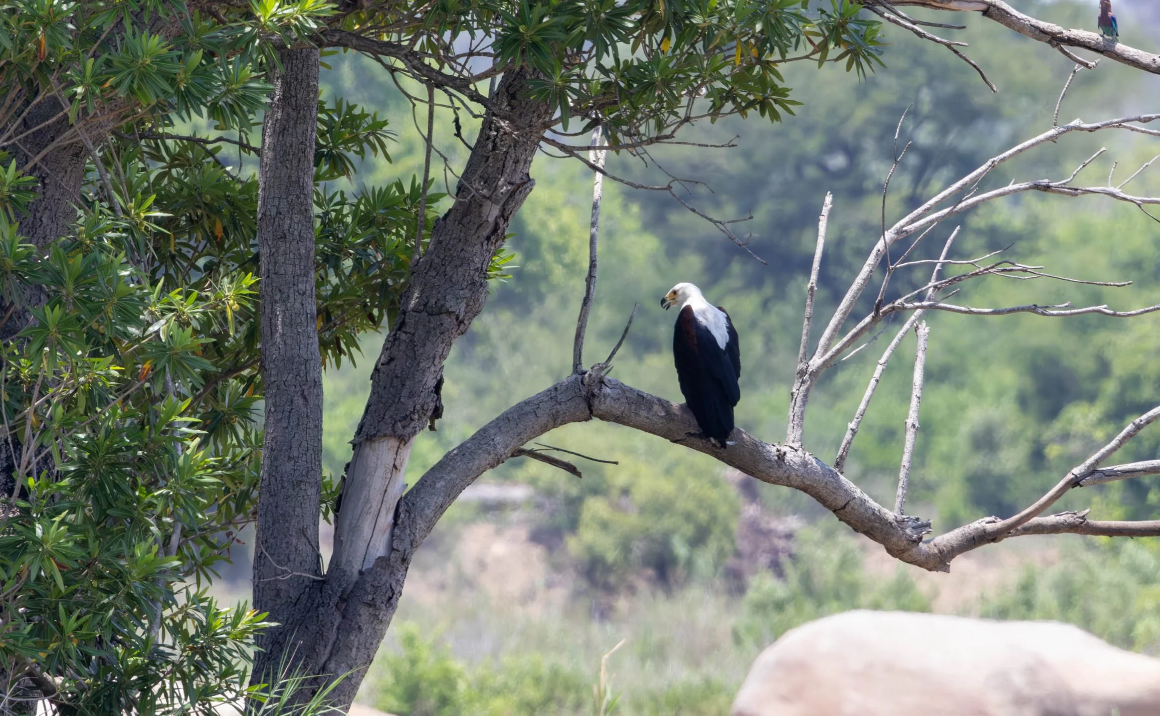 African Fish Eagle, Kruger National Park