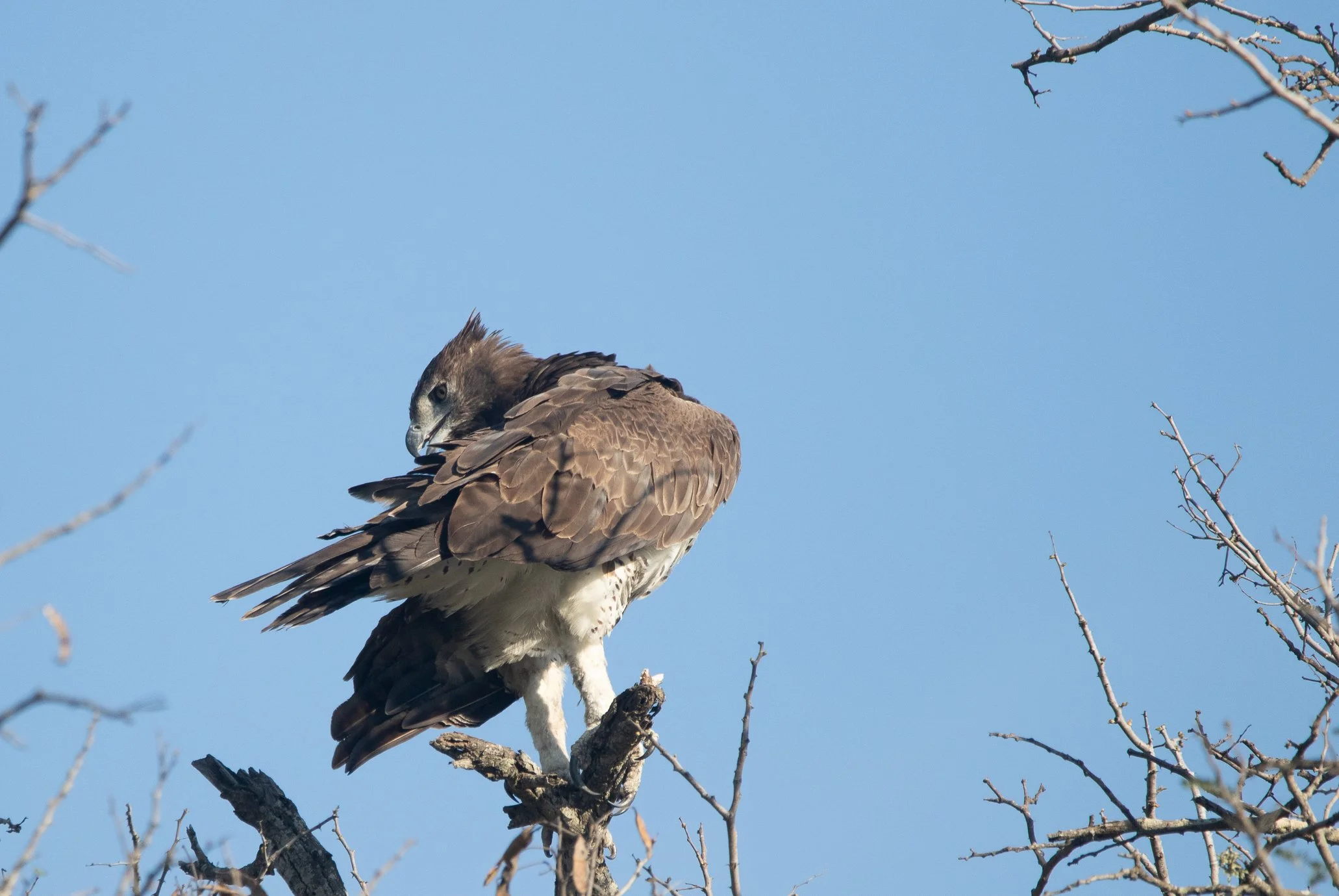 Martial Eagle, Kruger National Park