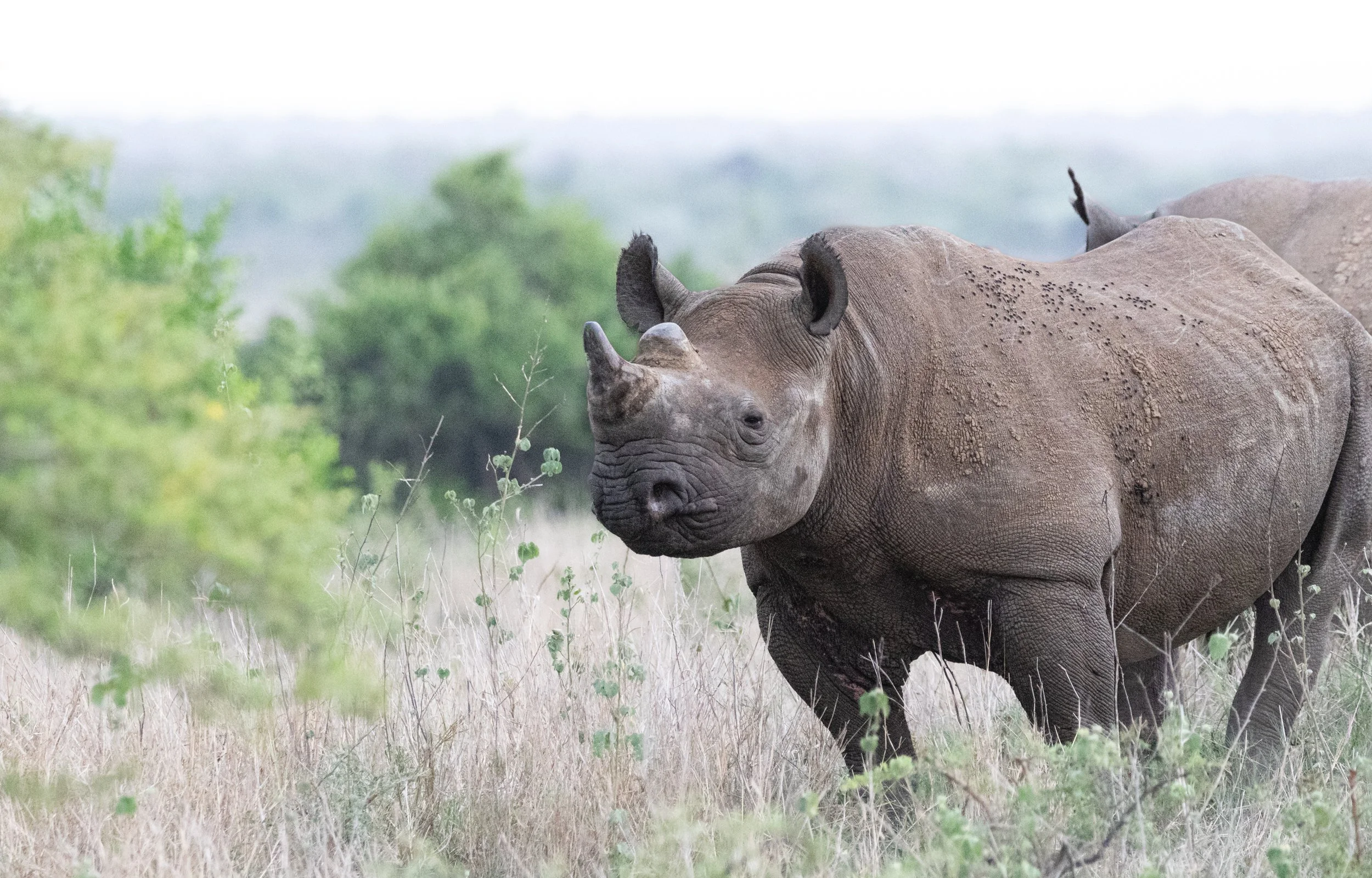 Black Rhino