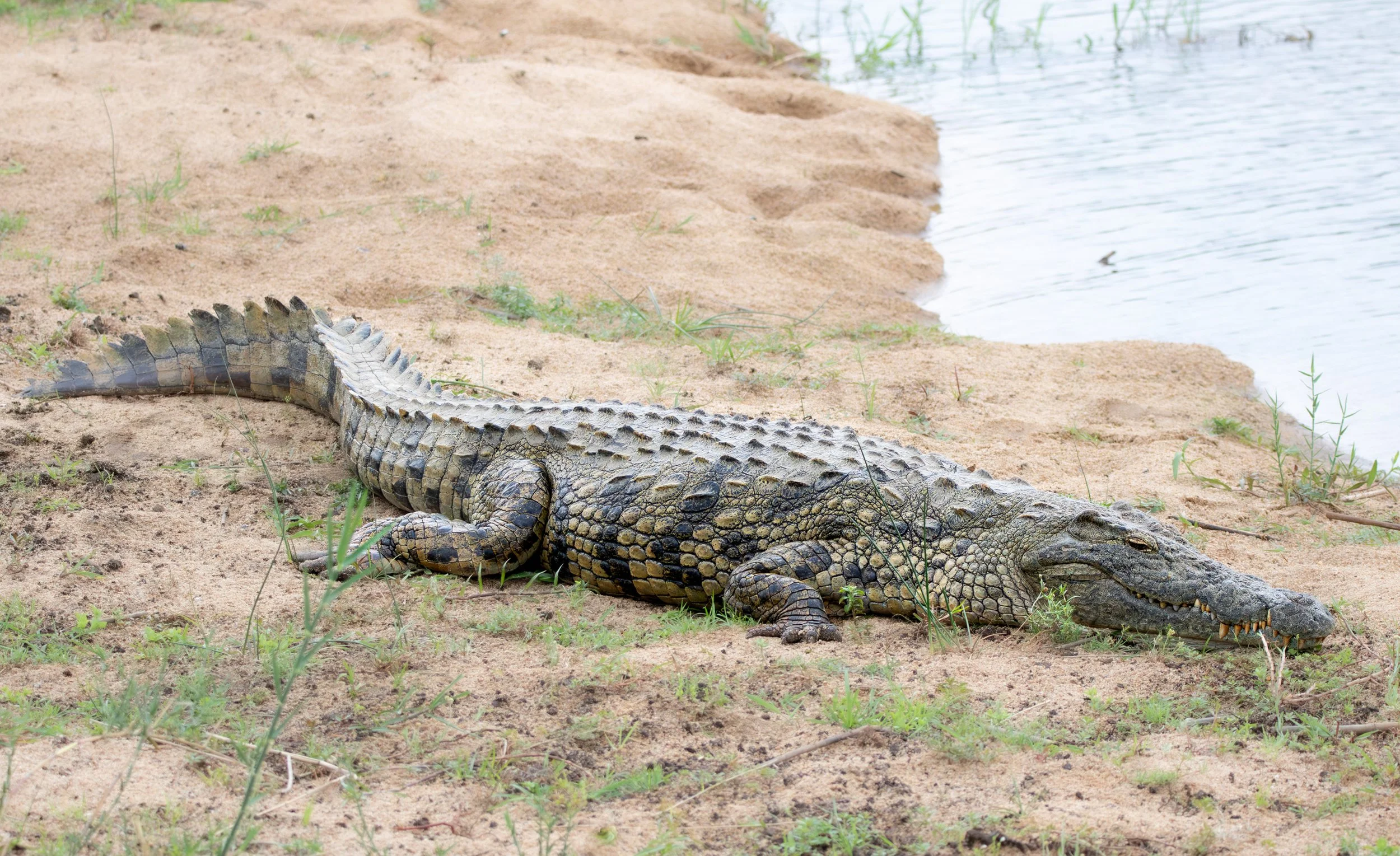 Crocodile, Kruger National Park