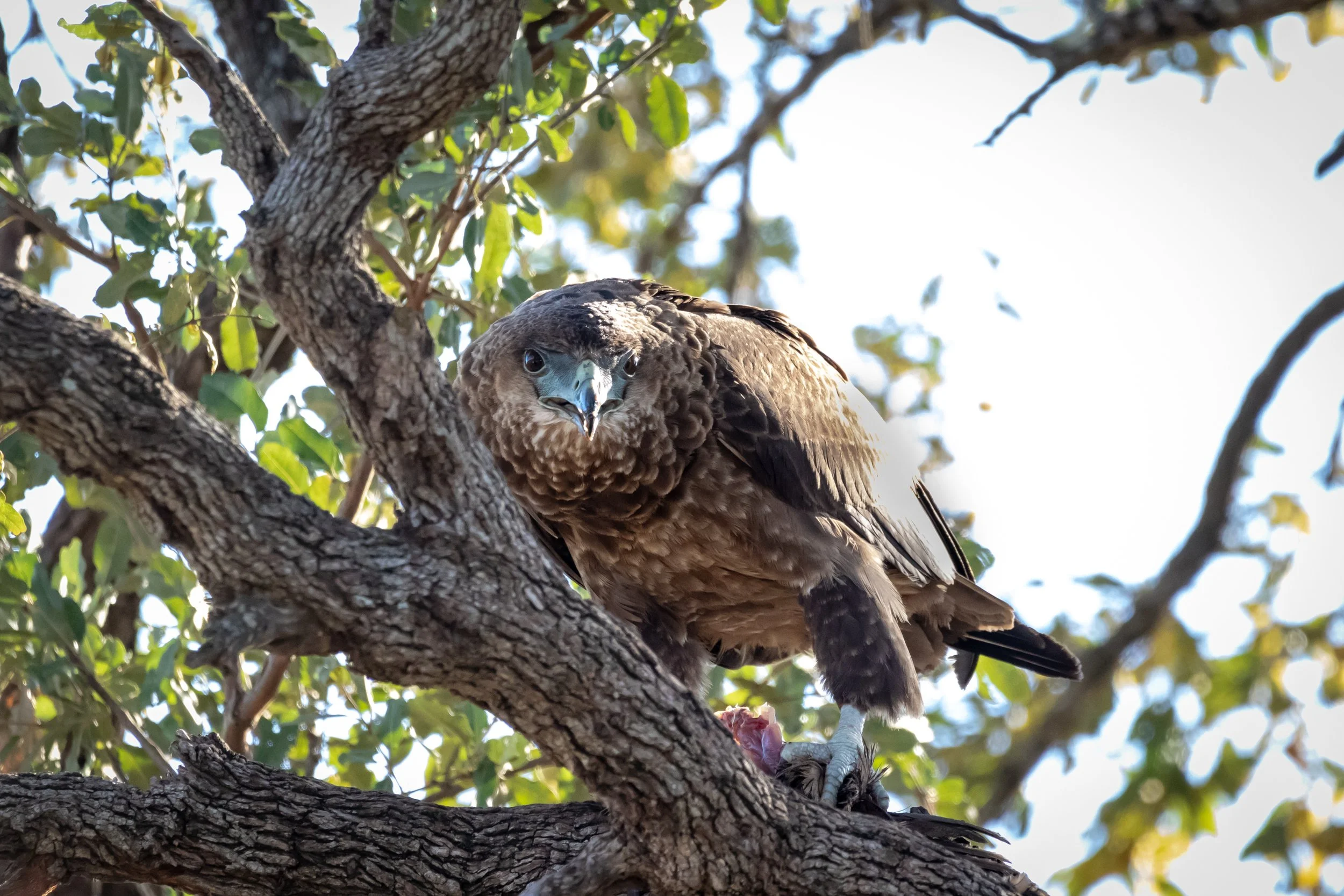 Juvenile Bateleur Eagle, Kruger National Park